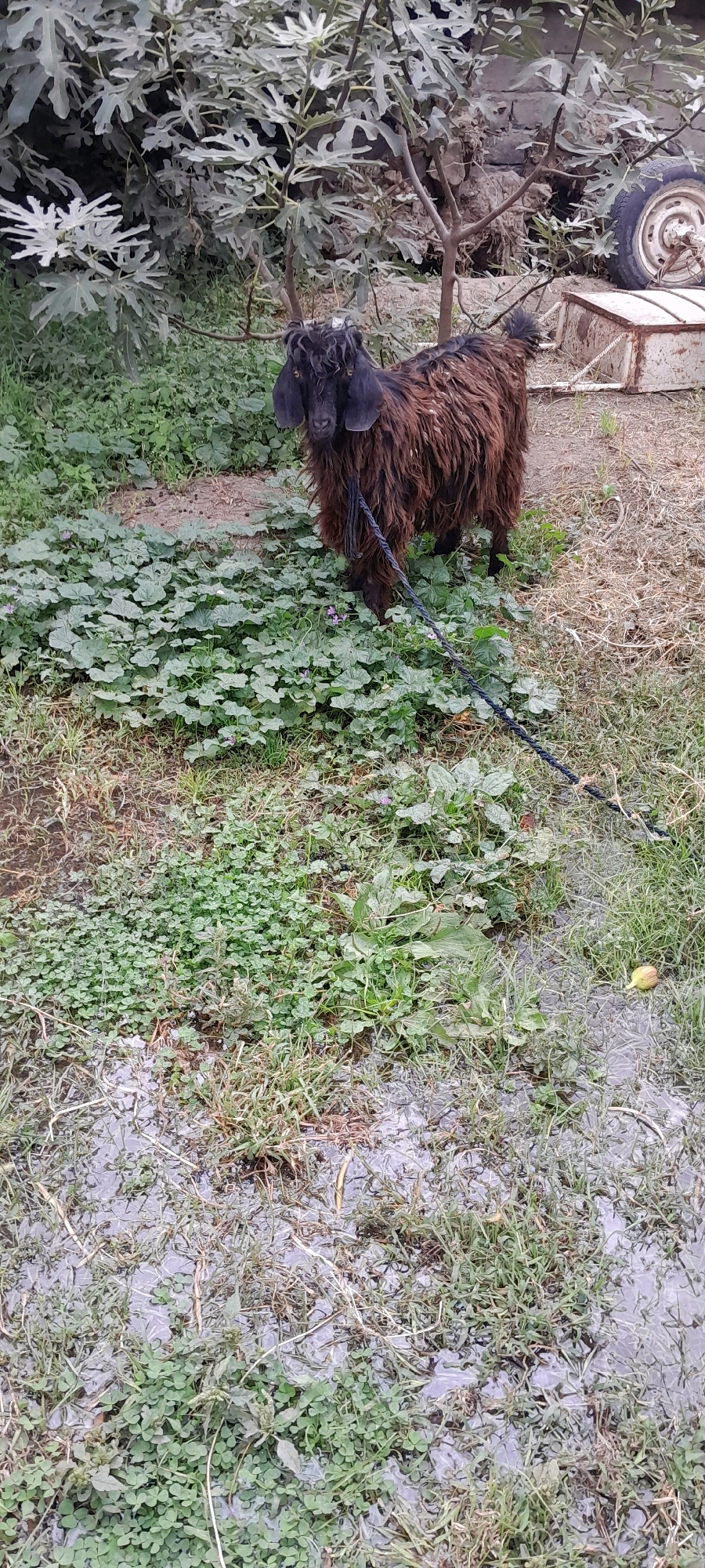 A dark brown, shaggy goat stands in a grassy, somewhat muddy area with scattered green plants and some puddles. The goat is tethered by a dark rope. In the background, there are trees with large leaves, a brick wall, a metal bin, and a wheel. The setting appears to be outdoors, likely in a rural or semi-rural environment, possibly a yard or a field. The scene does not contain any identifiable elements specifically placing it within the city of Боғистон, Tajikistan.