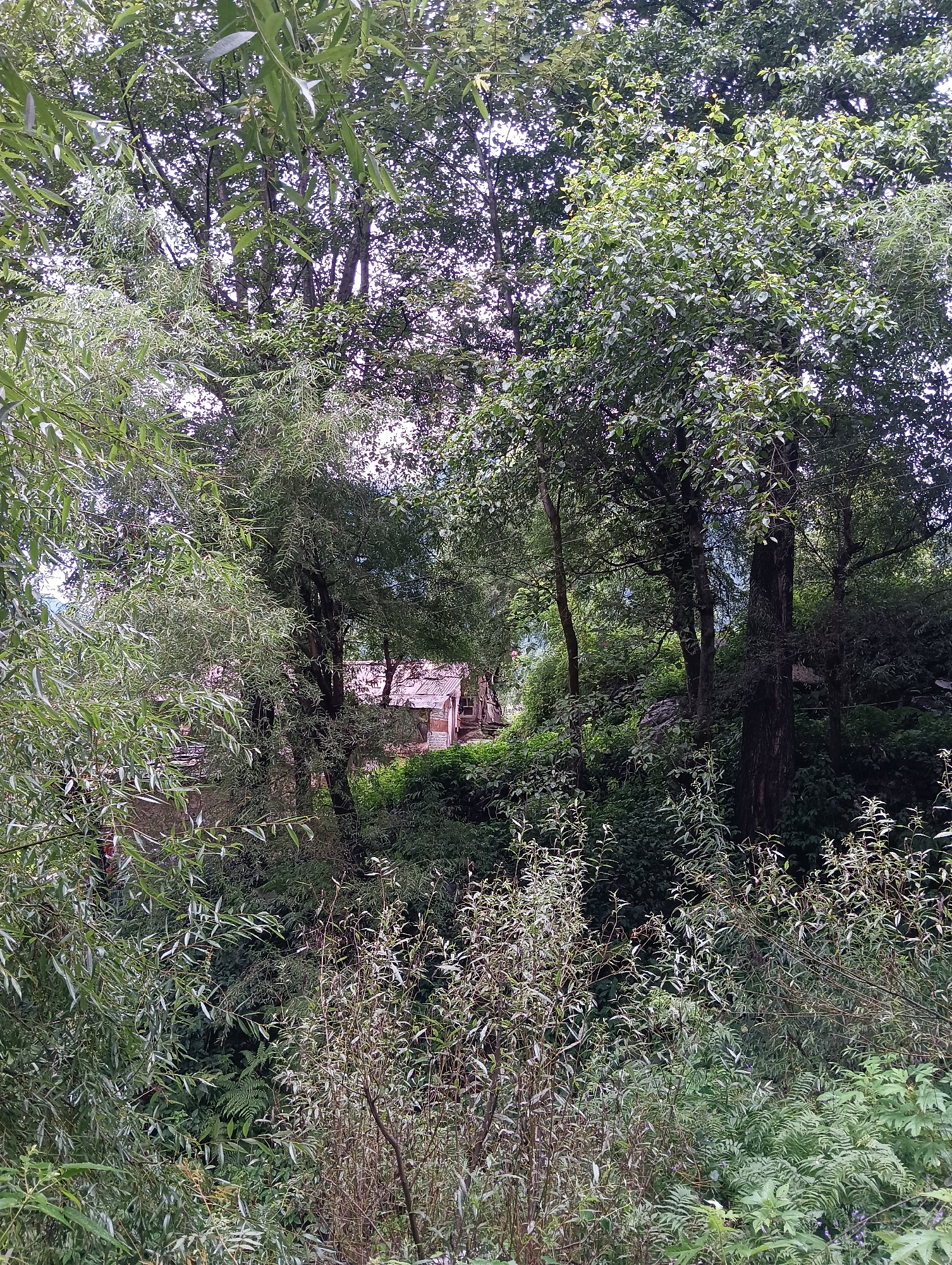 The image shows a dense, overgrown natural environment with a building partially visible in the distance, nestled amongst the foliage. Tall trees with lush green leaves dominate the scene, their branches creating a canopy that filters the sunlight. The foreground is filled with a variety of plants, including ferns and slender, leafy branches that create a sense of depth and texture. In the background, a small structure with a reddish roof and stone walls is discernible through a gap in the trees. The overall impression is one of seclusion and natural abundance. This scene is located in Vashisht, India.