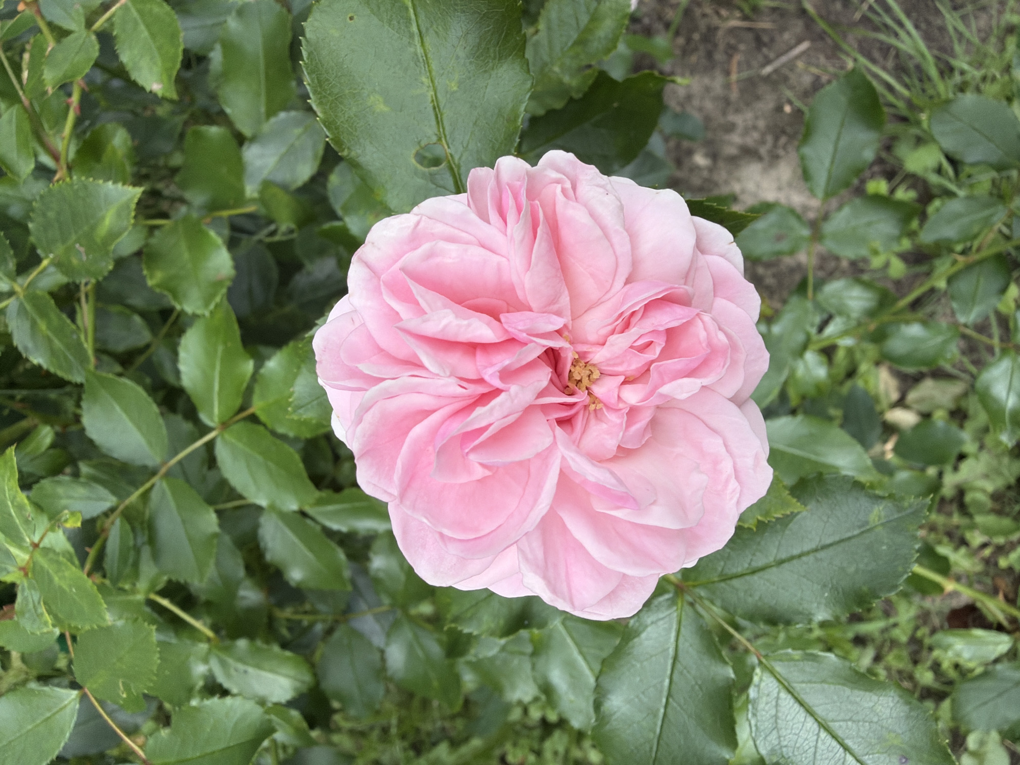 The image shows a close-up view of a delicate pink rose bloom surrounded by lush green foliage. The rose, with its many ruffled petals, is the central focus of the photograph. The background consists of a dense canopy of rose leaves and stems, some appearing slightly out of focus, creating a soft, natural setting. The lighting suggests it is daytime, with a soft, diffused light illuminating the rose and leaves. The overall impression is one of natural beauty and tranquility, typical of a garden setting. This scene could be found in a garden in the city of Imeni Vorovskogo, Russia, where rose cultivation is common.