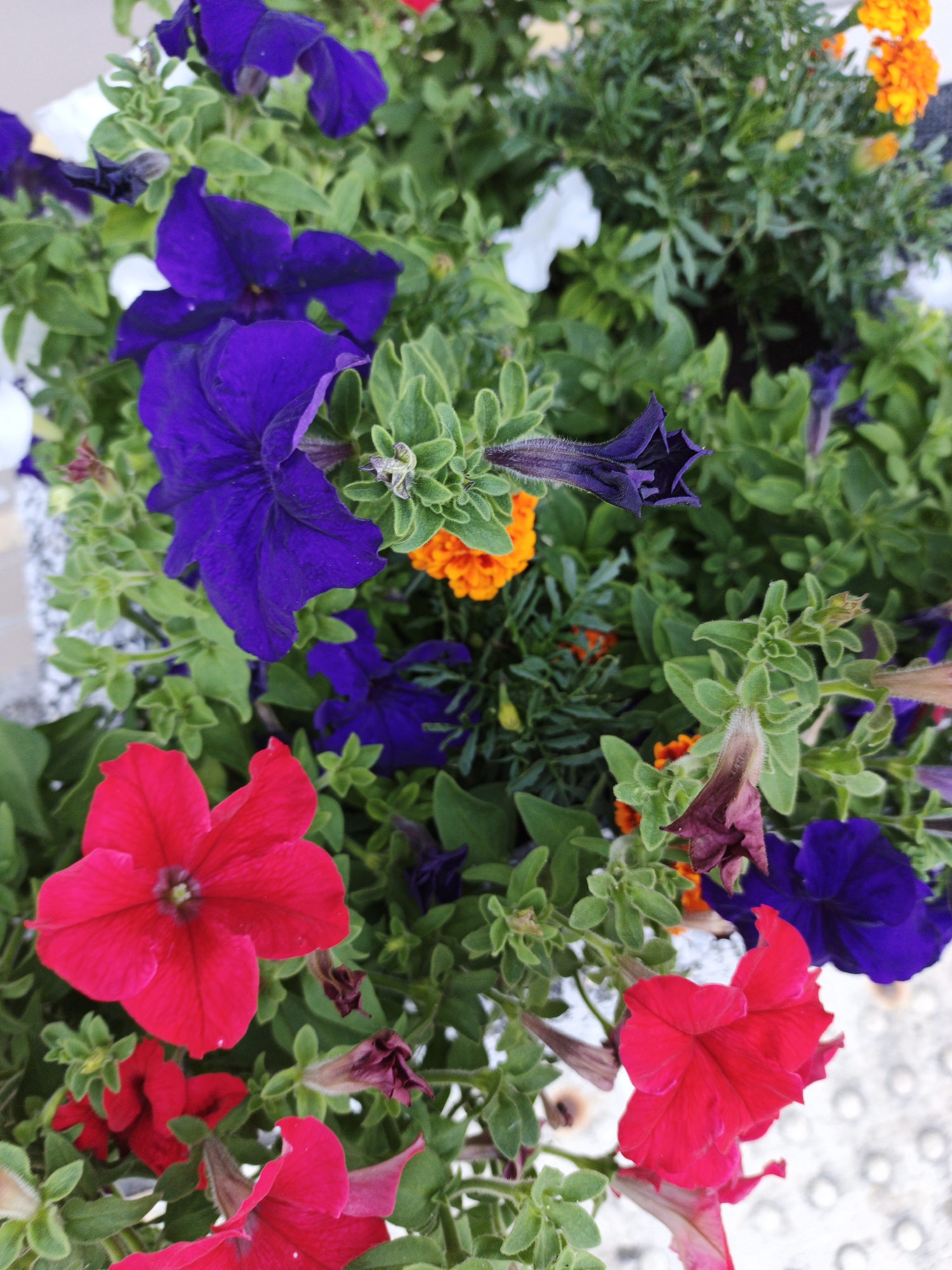 A close-up, eye-level, vertical outdoor shot depicts a dense planter filled with various colorful flowers and green foliage. The predominant flowers are vibrant red and deep purple petunias, some in full bloom and others in various stages of development, including wilting buds. Interspersed among them are small, bright orange marigolds, and a few white blossoms. The greenery is lush and abundant, with small, oval leaves. The planter appears to be made of a light-colored material with a textured surface, possibly granite, and is situated on a patterned ground composed of small, raised, circular elements. The lighting is natural and bright, casting soft shadows. The scene appears to be in an urban setting.