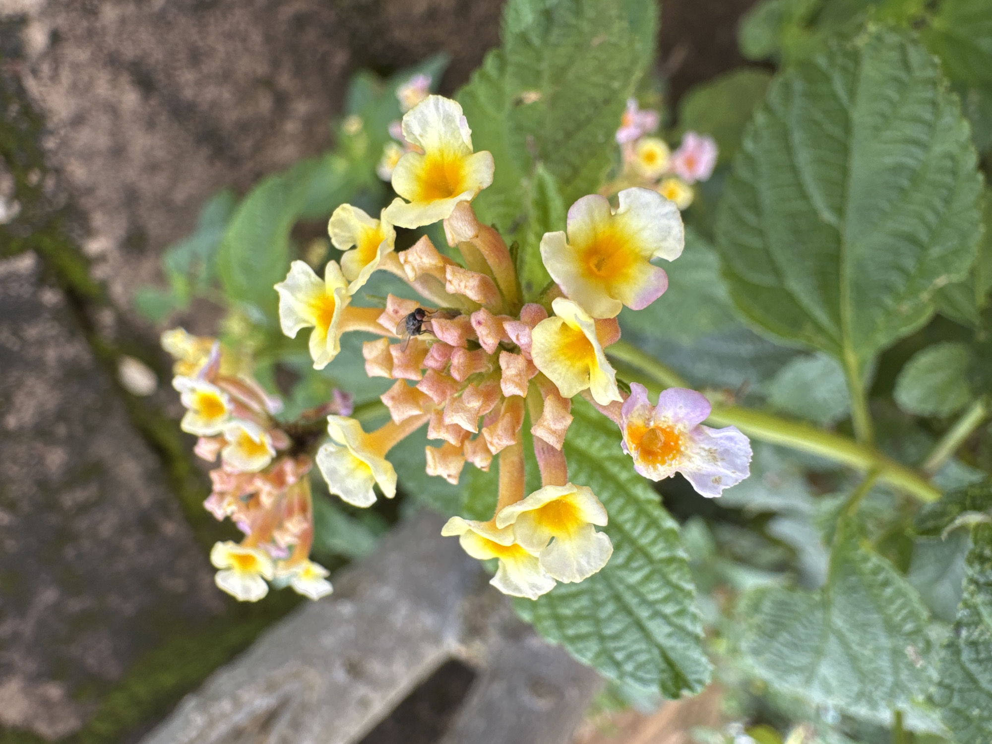 A close-up, eye-level shot captures a cluster of small, vibrant flowers, predominantly yellow with hints of pink and orange, against a blurred background of green leaves and a rough, brown-gray textured surface. The flowers are arranged in a rounded bunch, with individual blossoms featuring five petals and a darker center. One flower in the upper center of the cluster has a small, dark fly resting on its petals. The surrounding foliage is lush and green, with visible leaf veins. A blurred, gray, wooden-like object is visible in the upper left of the frame. The overall impression is of a natural, outdoor setting, likely a garden or wild growth.