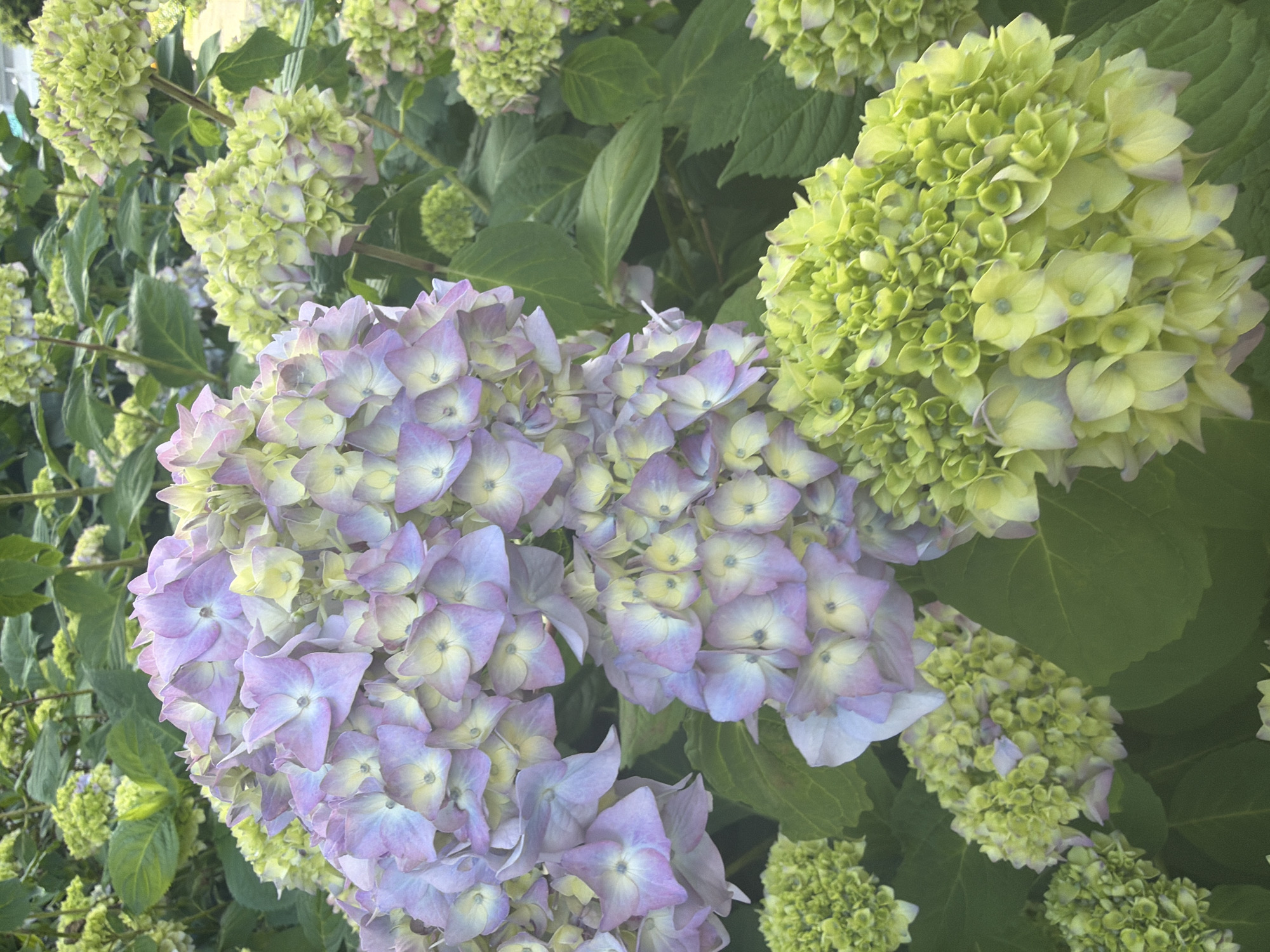 In an outdoor, natural environment, likely a garden or park in Unknown, Unknown, a cluster of hydrangeas are prominently displayed. The hydrangeas exhibit a gradient of colors, ranging from pale lavender and pink to lime green and yellow. The flower heads are full and rounded, composed of numerous small, delicate florets. Some of the flowers are in full bloom, while others appear to be in earlier stages of development. The background is filled with more hydrangeas and lush green foliage, creating a dense, natural setting. The lighting suggests it is daytime, with soft shadows indicating diffuse sunlight. There are no people or animals visible in the image.