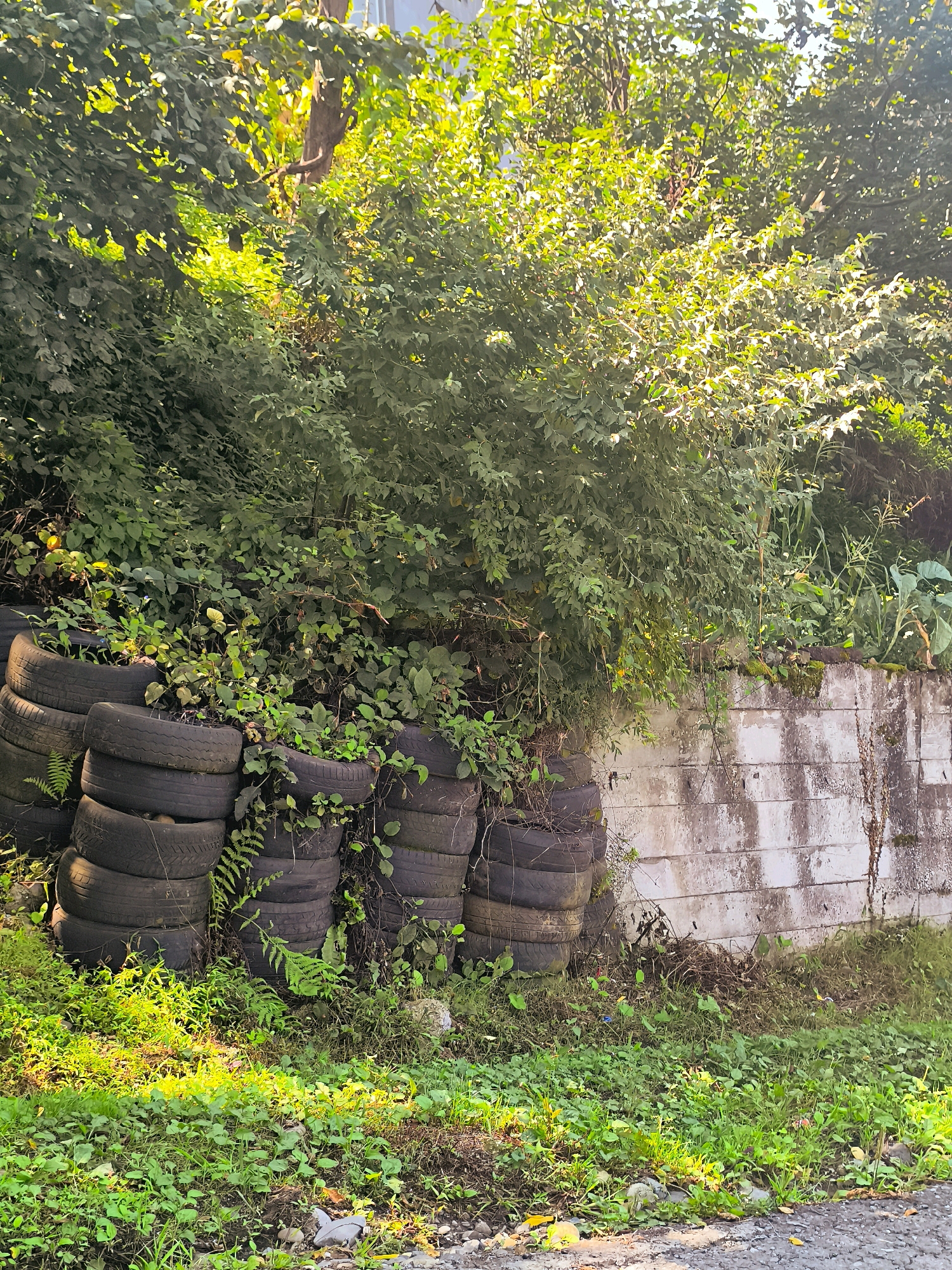 The image depicts a storage area or embankment in Batumi, Georgia. Stacked old tires are visible on the left side of the image, some filled with plants. A weathered concrete wall runs along the right side, partially covered in moss and vines. Dense green foliage and trees dominate the background, with sunlight filtering through the leaves, creating a dappled effect. The ground in the foreground is covered with grass, weeds, and gravel. There are no people or animals present in the scene.