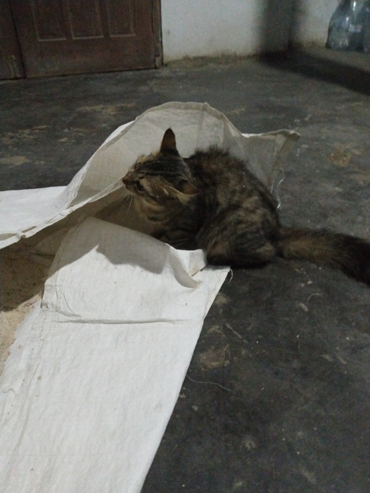 A gray and brown striped cat is partially concealed inside a white sack. The cat's head is visible at the edge of the sack, and its tail extends onto the floor. The sack sits on a dark floor with scattered debris. A door is visible in the background, as well as a plastic bottle. The location appears to be inside a building, but further details are not discernible from the image.