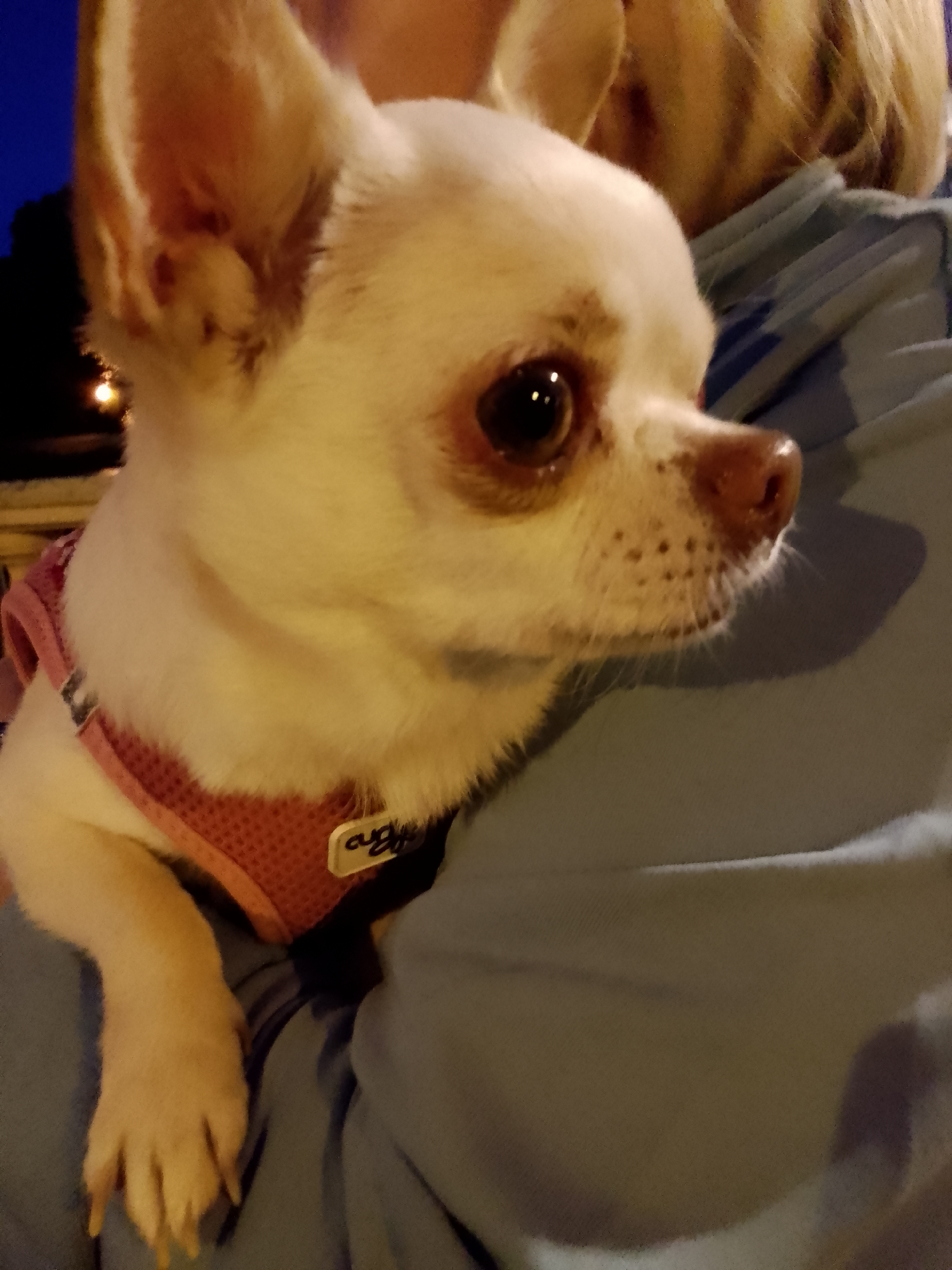 The image shows a close-up of a small, white Chihuahua dog being held by a person. The dog has large, dark eyes and prominent ears. It is wearing a pink mesh harness, and a small rectangular tag with illegible black text is attached to it. The dog's front paw is visible resting on the person's arm or chest. The person is wearing a light blue garment, possibly a sweatshirt or jacket. The background is dark, suggesting it is nighttime, and there are blurry lights in the distance, hinting at an outdoor or semi-outdoor setting, possibly in Schwerin, Germany. The overall mood appears calm and affectionate, with the dog looking towards the right of the frame.