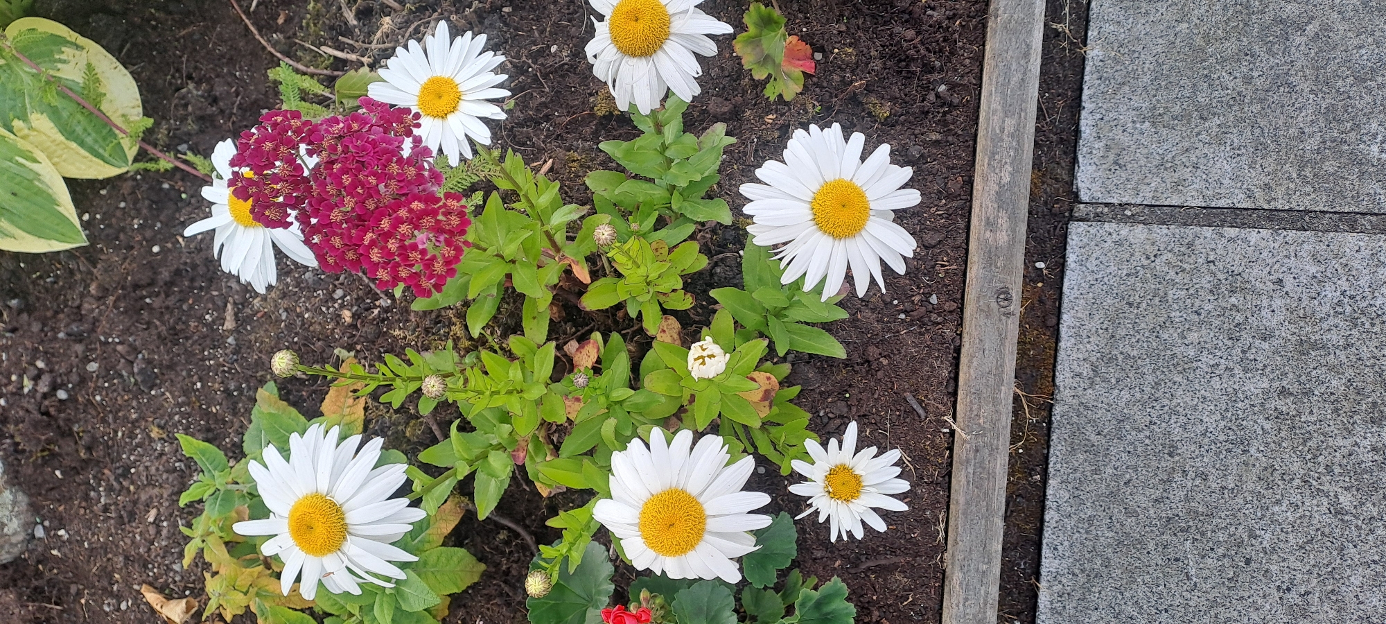 The image displays a close-up view of a garden bed with several daisy flowers in bloom, interspersed with dark soil and green foliage. A cluster of small, dark pink flowers is visible towards the center of the frame. The garden bed is bordered by a weathered wooden plank at the bottom, with a section of grey paving stones in the foreground. The scene appears to be outdoors, likely in a residential or public garden setting. There are no people or animals visible in the image. The lighting suggests it is daytime.