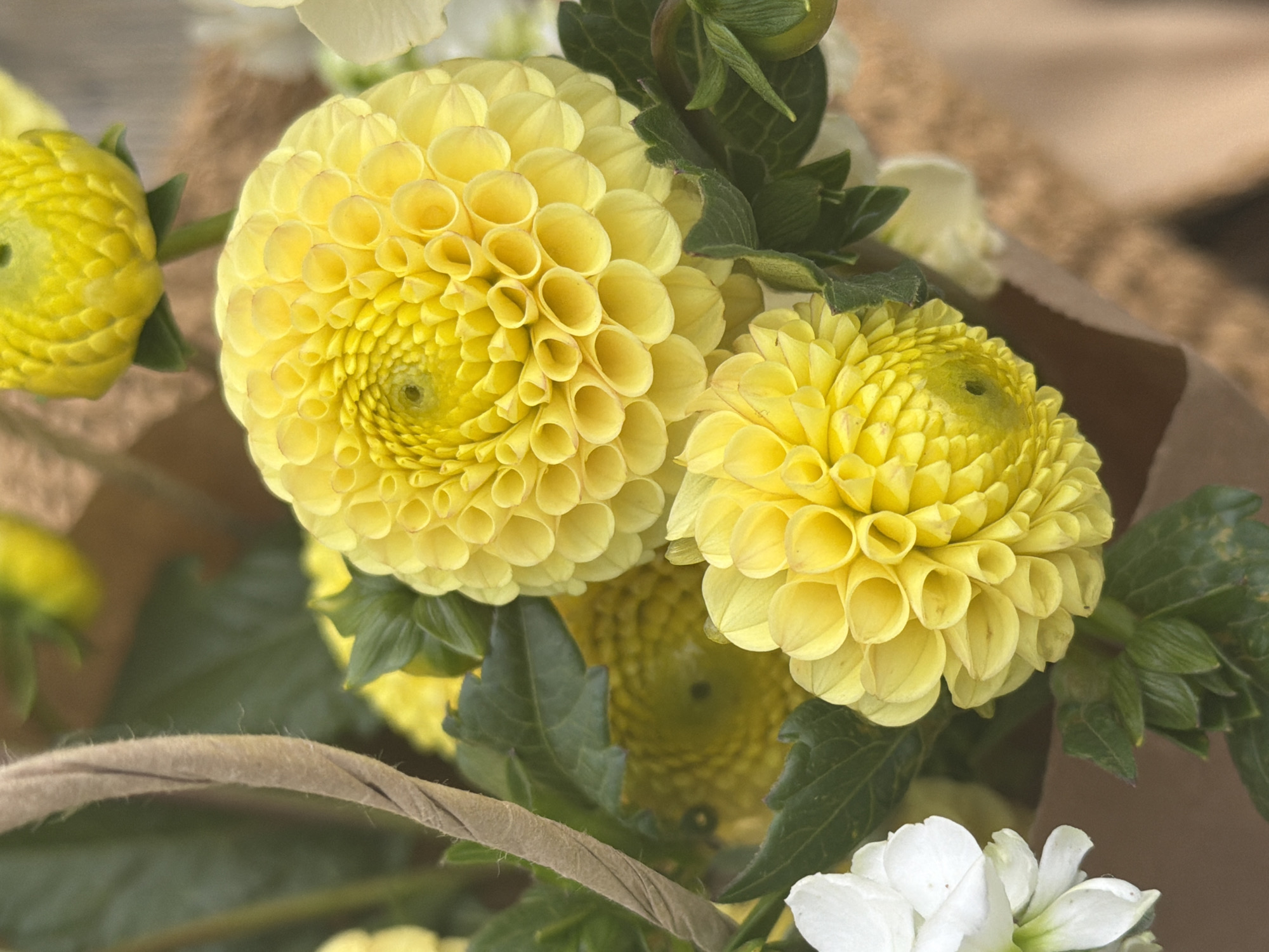 The image displays a close-up, overhead view of a bouquet of yellow dahlias and a few white flowers. A twisted rope handle is visible on the left side, partially obscuring the foliage and flowers. The dahlias are spherical with tightly packed, petal-like structures forming intricate patterns. The colors are vibrant, with the yellow flowers contrasting with the deep green leaves. The background is blurred, suggesting an outdoor setting. There are no people or discernible actions in the image. The location in the city of Chaikovsky, Russia, is not identifiable from the visual content of the image.