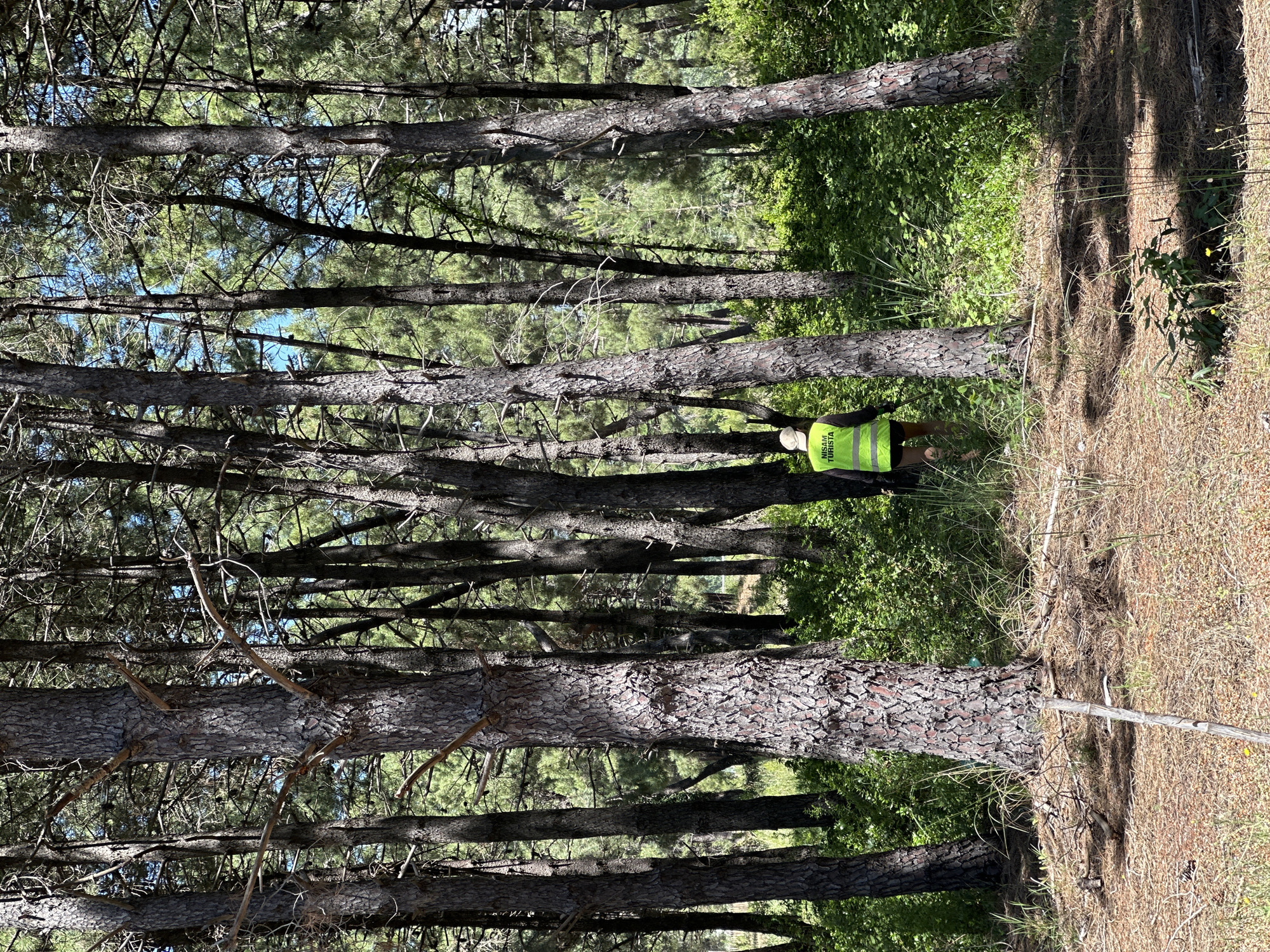 The image depicts a dense pine forest in Donji Štoj, Montenegro. Several tall pine trees dominate the scene, their trunks a textured gray-brown. A person is standing amidst the trees, wearing a yellow-green high-visibility vest with the words "NISAM TURISTA" printed on it. The ground is covered with dry vegetation, and there is dense undergrowth on the right side. Some blue sky is visible through the canopy.