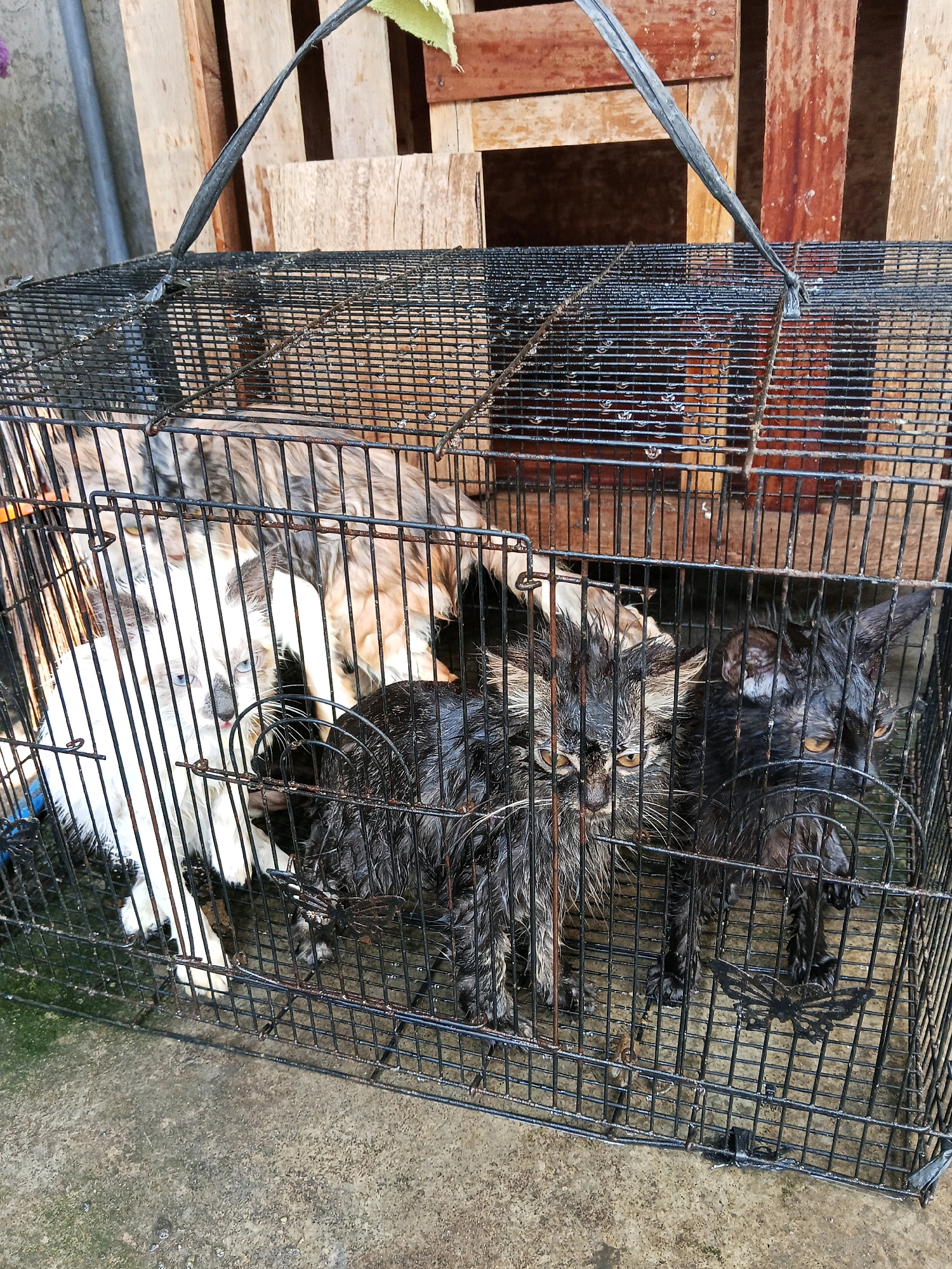 The image shows a wire cage containing four wet cats. The cage is made of black wire mesh and has a metal handle at the top. The cats appear to be of various breeds and colors, including white, grey, and black. They are all wet, with their fur matted and clinging to their bodies. The background of the image consists of wooden planks, possibly part of a structure. The ground beneath the cage is a concrete surface with some moss. There is no indication of the specific location within Wates, Indonesia, beyond what is visible in the image.