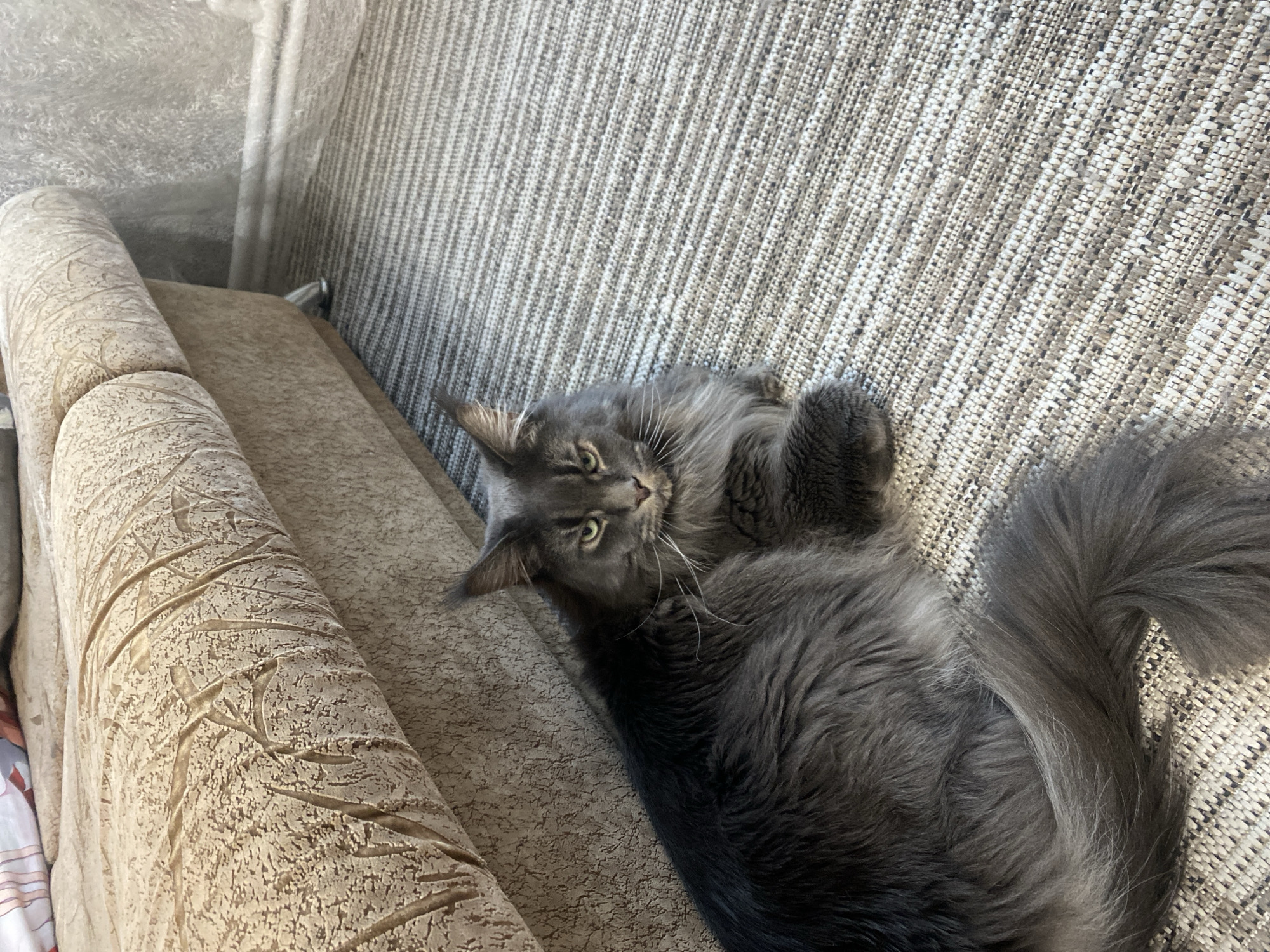 A grey Maine Coon cat is lying on its back on a beige couch. The couch is indoors. The location is Chaikovsky, Russia.