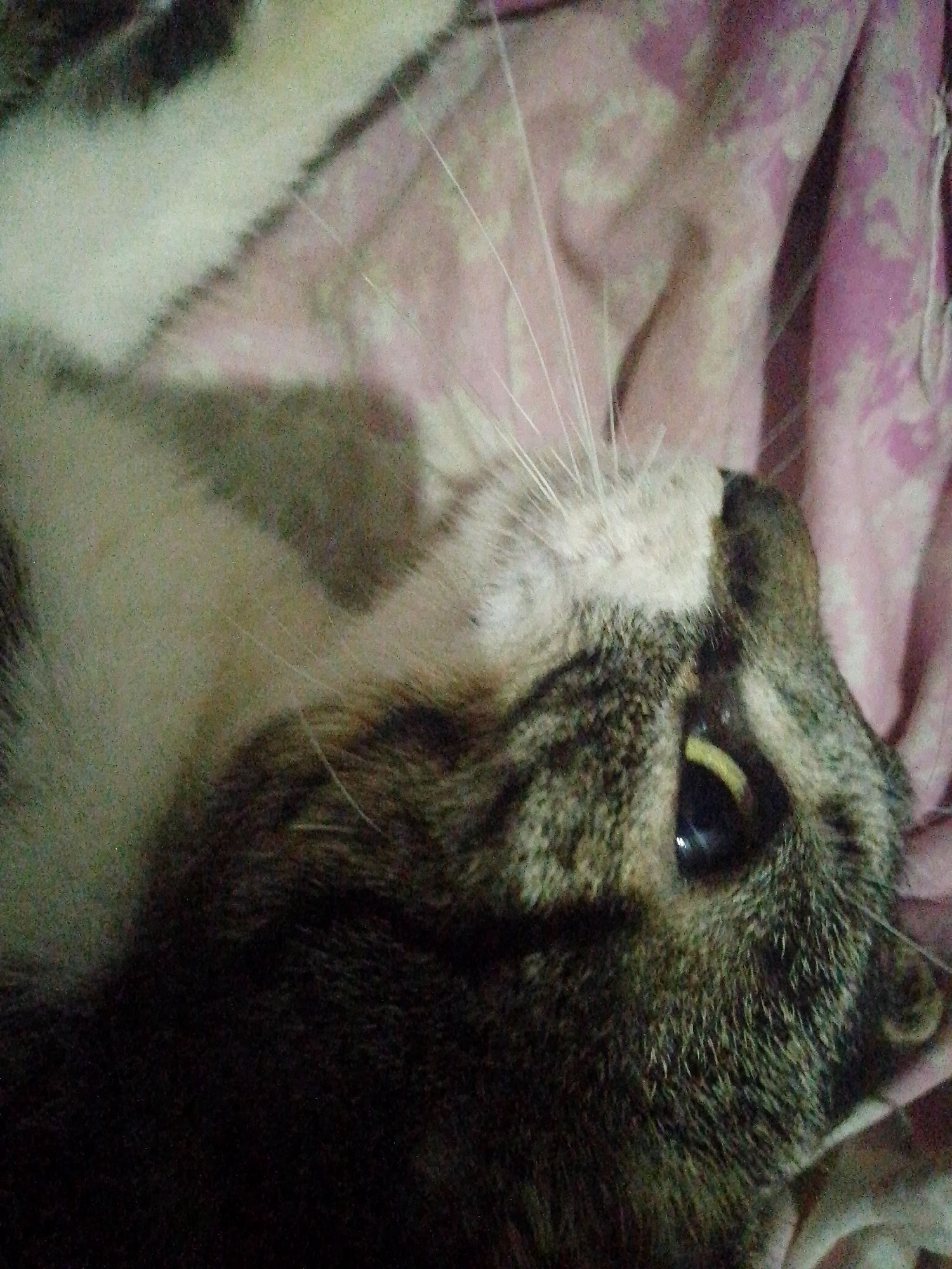 A close-up, slightly blurred image shows a cat lying on a pink and white patterned fabric. The cat has a predominantly white coat on its back and sides, transitioning to a darker, brown tabby pattern on its head and face. The cat's eye is visible, showing a black pupil surrounded by a yellow iris. The cat's whiskers are long and white, extending upwards from its face. No specific location in Juan Griego, Venezuela, can be determined from this image.