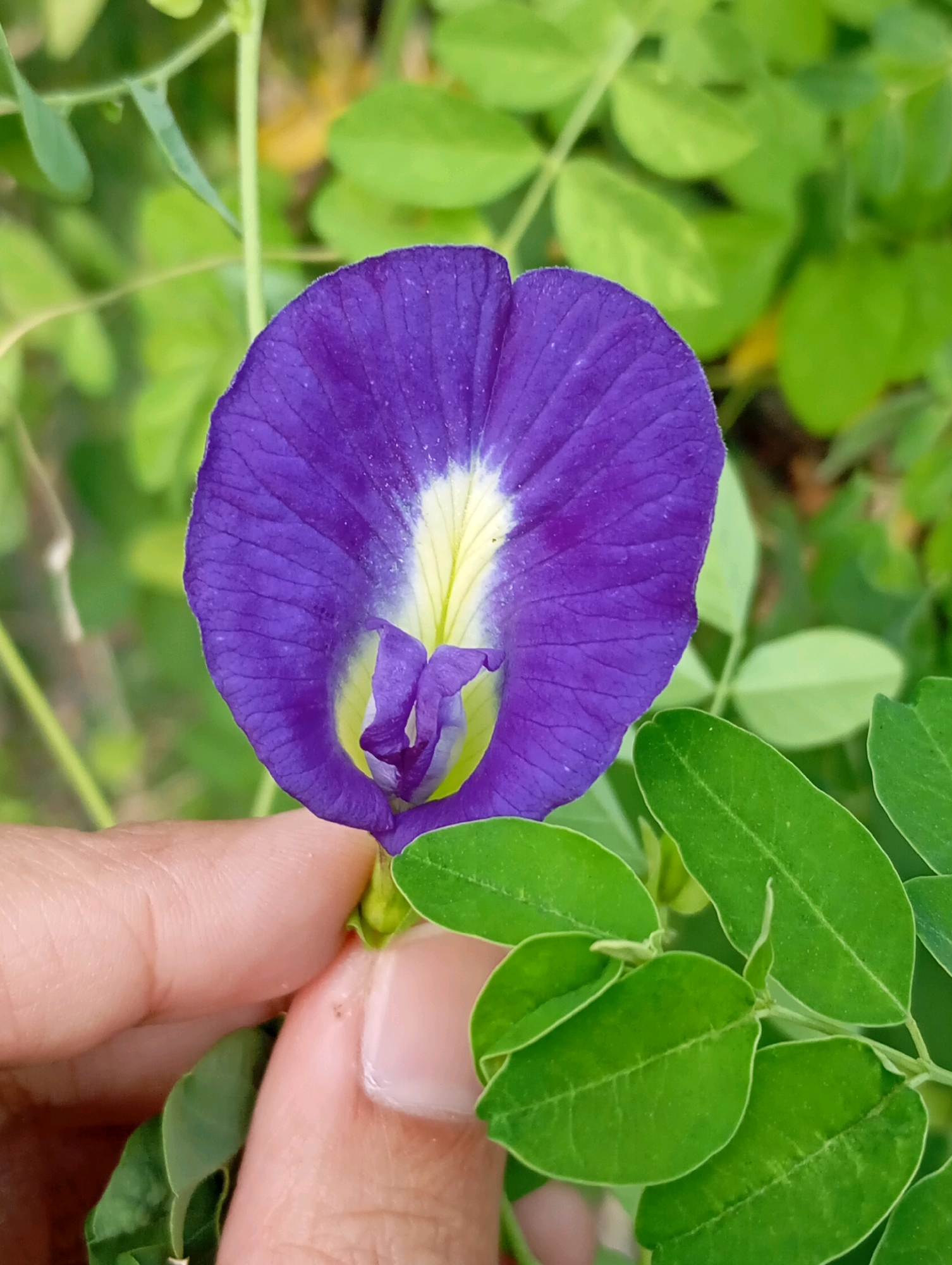 A close-up, high-angle shot shows a person's fingers gently holding the stem of a purple butterfly pea flower. The flower is in focus, displaying its vibrant purple petals with a pale yellow and white center. The background is filled with out-of-focus green foliage, typical of a garden or natural setting. The image was captured in Ketegan, Indonesia.
