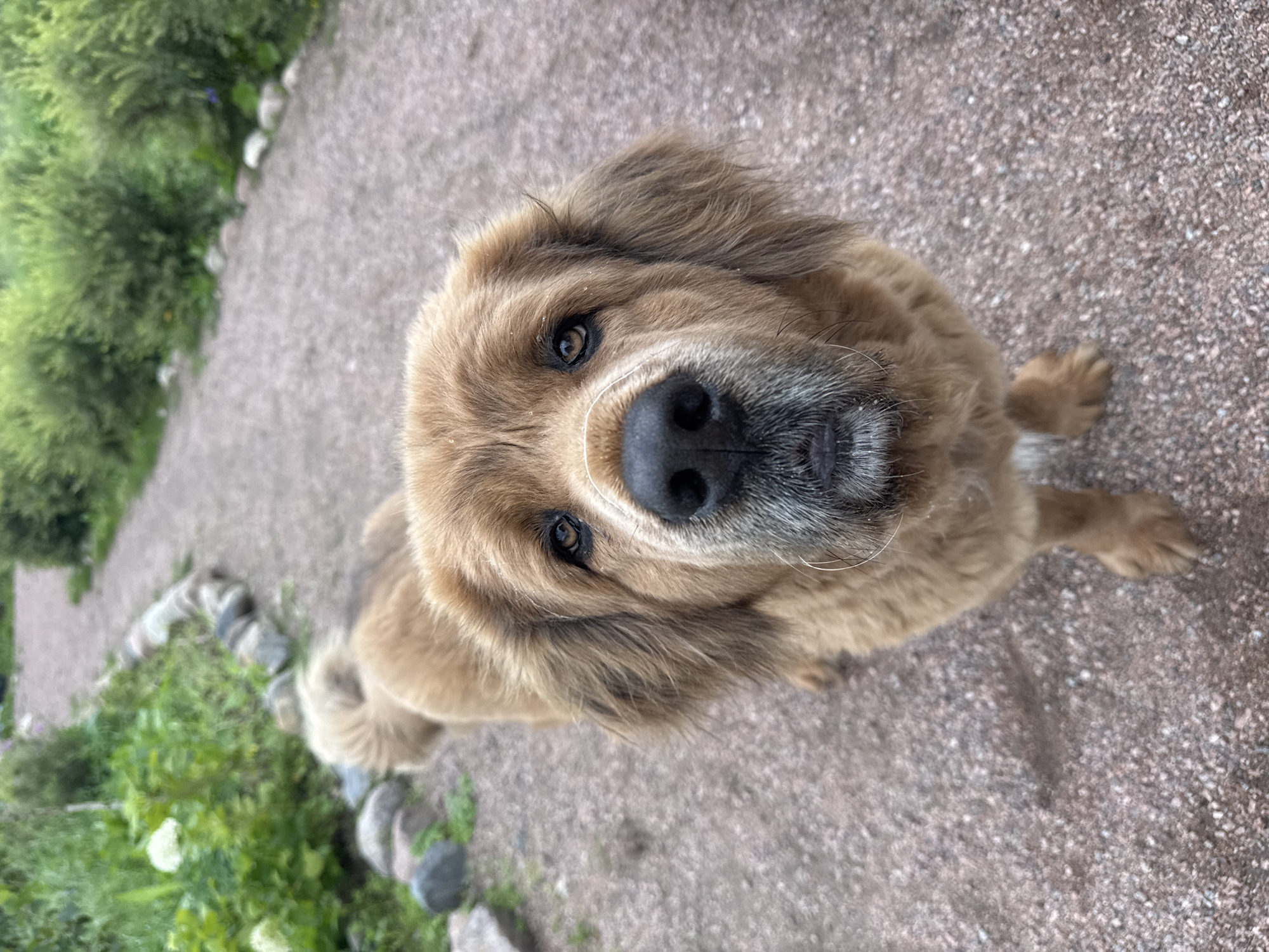 A fluffy, golden-brown dog stands on a gravel path, looking directly at the camera. The dog's fur is thick and somewhat shaggy, with darker tips around its ears and muzzle. Its eyes are dark brown and alert, and its nose is black and moist. The dog has a light-colored beard and some whiskers. The path appears to be made of small pebbles and stones. To the left of the path, there is lush green foliage with some white flowers and scattered rocks. In the background, there are more green bushes and trees, suggesting an outdoor environment. The overall scene is natural and tranquil. This image was taken in Kempelevo, Russia.
