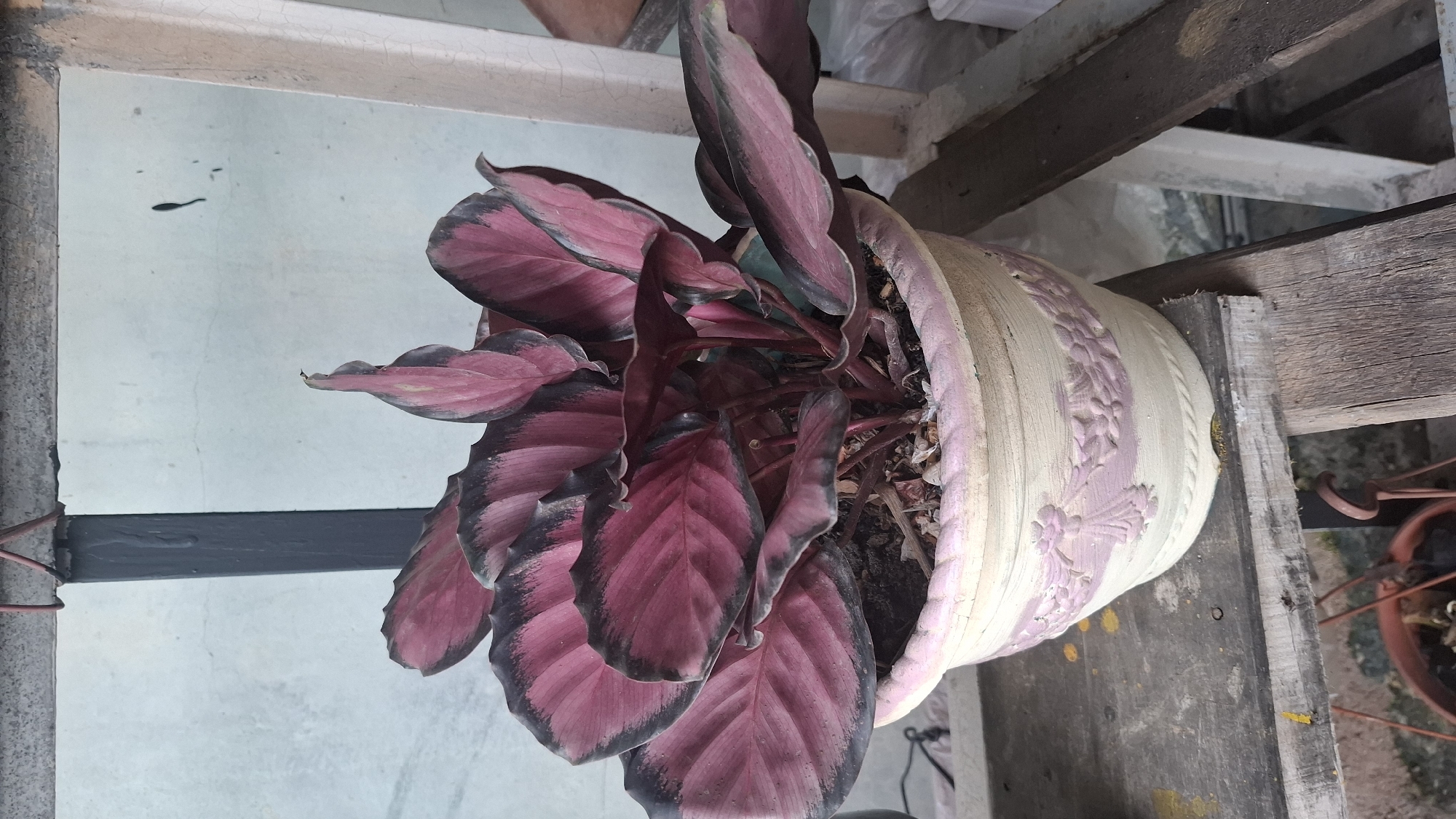A potted plant with large, dark pink and black leaves sits on a wooden surface. The pot is light-colored with a textured floral pattern in a faded pink. The plant is positioned to the left of the frame, with its leaves fanning outwards. In the background, there is a light blue wall with some faint dark smudges. The scene appears to be outdoors or in an open-air structure, with visible wooden beams and supports overhead. The lighting suggests it is daytime. There is no visible text in the image.