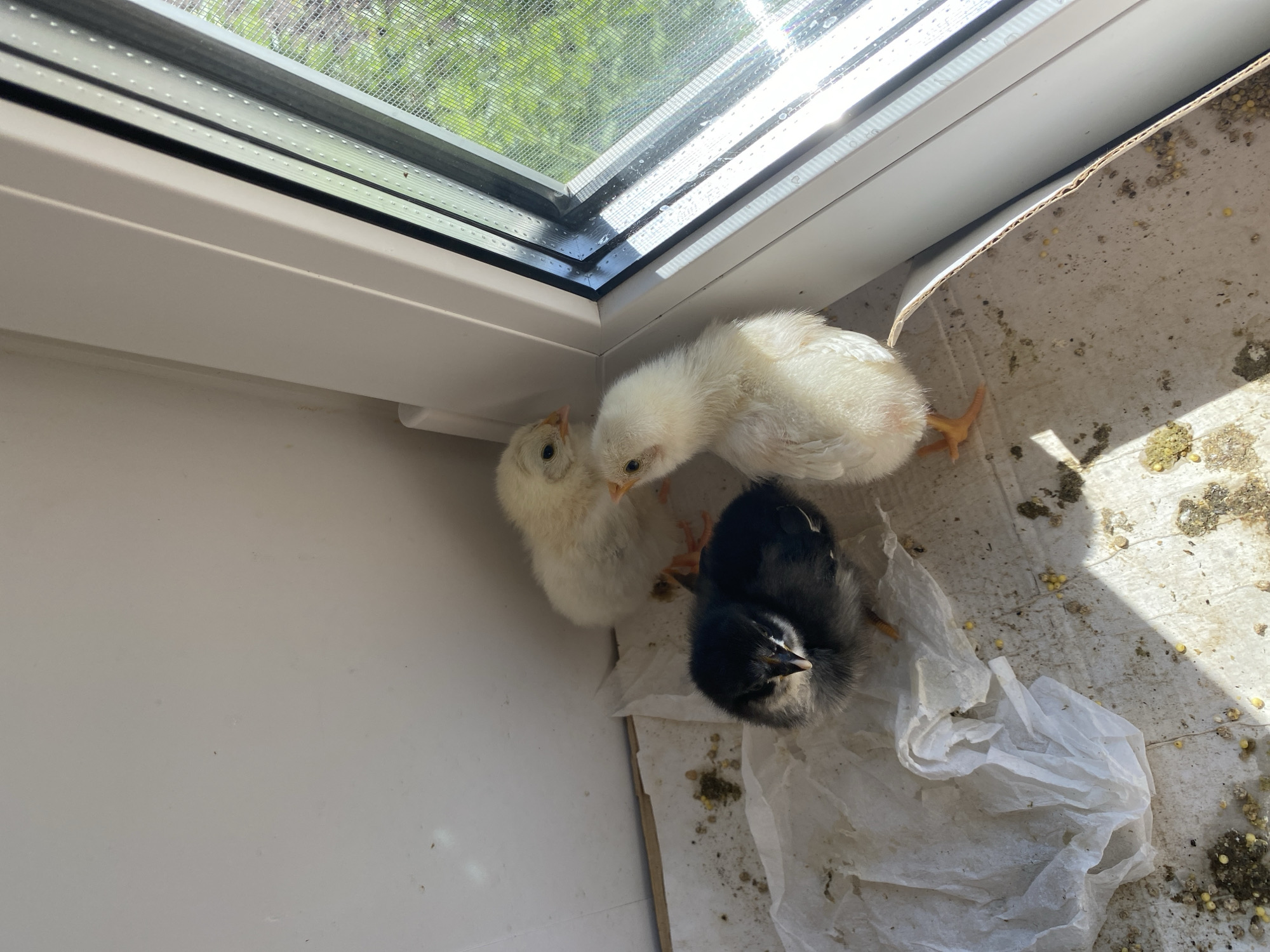 Three chicks are in the corner of a window, possibly a windowsill or an indoor enclosure. Two chicks are white and one is black. The window frame is white, and a screen can be seen through the glass. The chicks are standing on a surface covered in droppings and feed. The location is unknown.