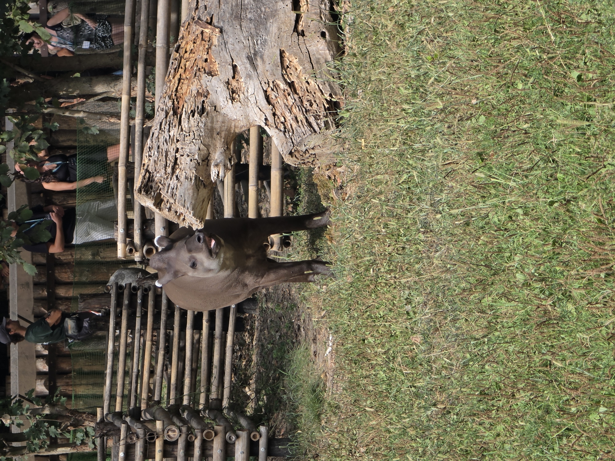 In Bussolengo, Italy, a tapir stands in a grassy enclosure. The tapir, with dark brown fur and a prehensile snout, is facing forward with its tongue slightly extended. Behind the tapir, a wooden fence constructed of horizontal bamboo poles and vertical supports encloses the area. Further in the background, several people are visible behind the fence. One person, wearing a dark t-shirt and a baseball cap, stands with arms crossed. Another person is wearing a black dress, and a third person is wearing a patterned top and shorts. A large, decaying log with visible insect damage rests in the foreground, partially obscuring the fence. The ground is covered with dry grass and fallen leaves. The scene suggests a zoo or wildlife enclosure within the city.