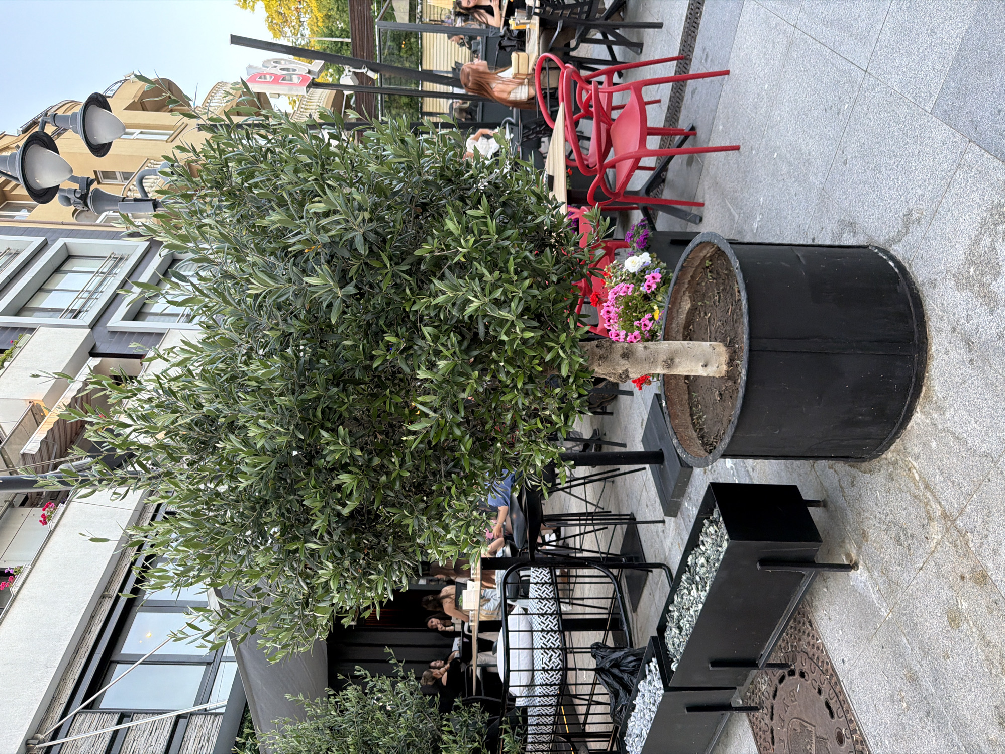 The image shows an outdoor seating area of a cafe or restaurant in Burgas, Bulgaria. A large potted olive tree with lush green foliage is prominently featured in the foreground. It is planted in a black cylindrical pot. To the left of the olive tree are two rectangular black planters filled with white and grey stones. In the background, several tables and chairs are set up, with patrons seated at some of them. Red plastic chairs are visible around a table. People are seen dining and socializing. The architecture of the buildings in the background suggests an urban setting, possibly along a street or promenade. A street lamp with two lights is also visible. The ground is paved with grey square tiles. The overall scene depicts a pleasant outdoor dining environment.