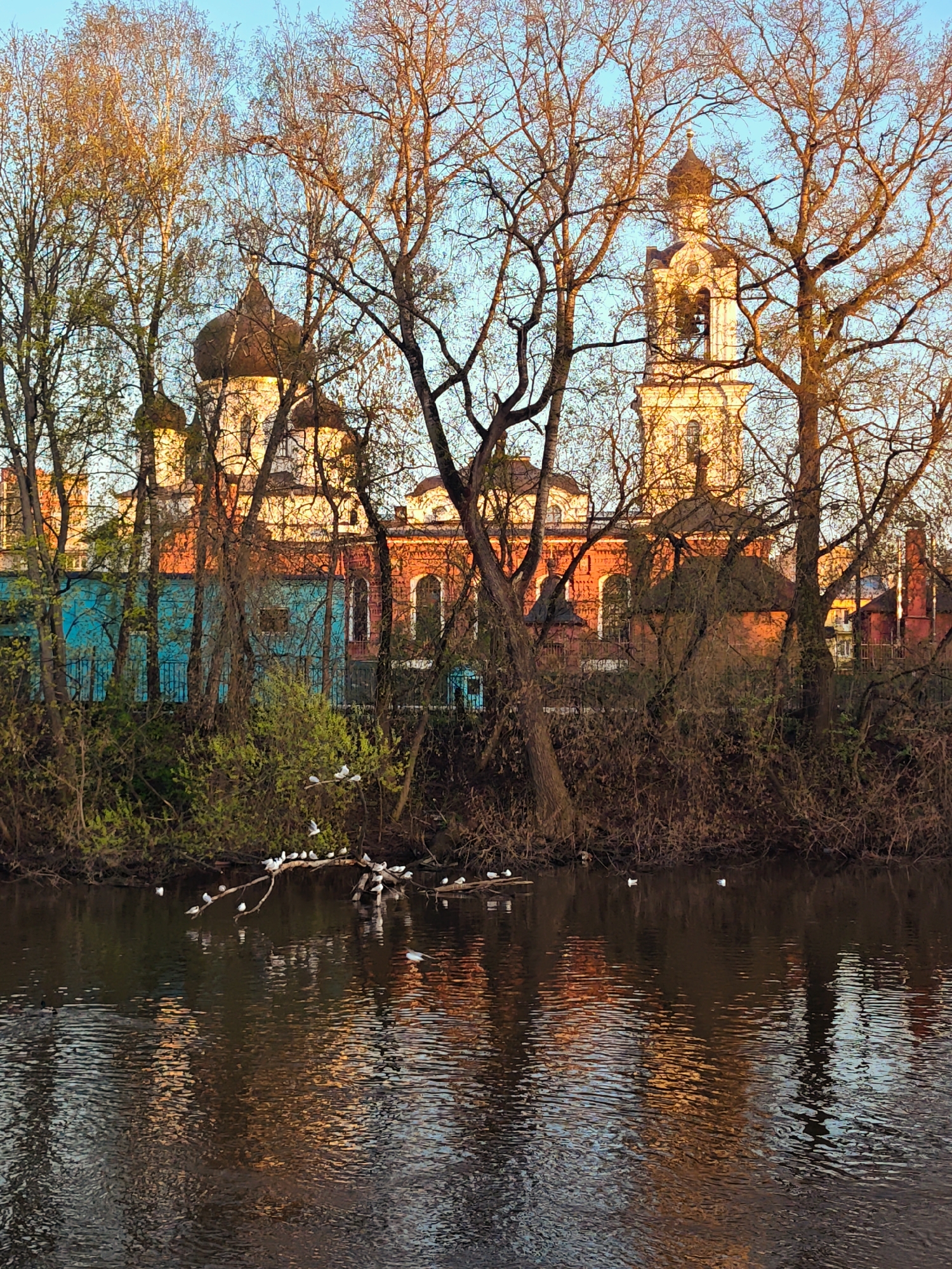 The image shows a view of the Bogoyavlensky Cathedral in Noginsk, Russia, seen across a body of water, likely a river or large pond. The cathedral, constructed of red brick and white stone, is situated behind a row of bare trees. Its architectural style includes multiple domes and a prominent bell tower. In the foreground, a horizontal tree branch extends over the water, supporting a gathering of white birds, possibly seagulls or similar waterfowl. The water reflects the colors of the cathedral and the surrounding trees. The environment appears to be either late autumn or early spring, based on the bare trees.