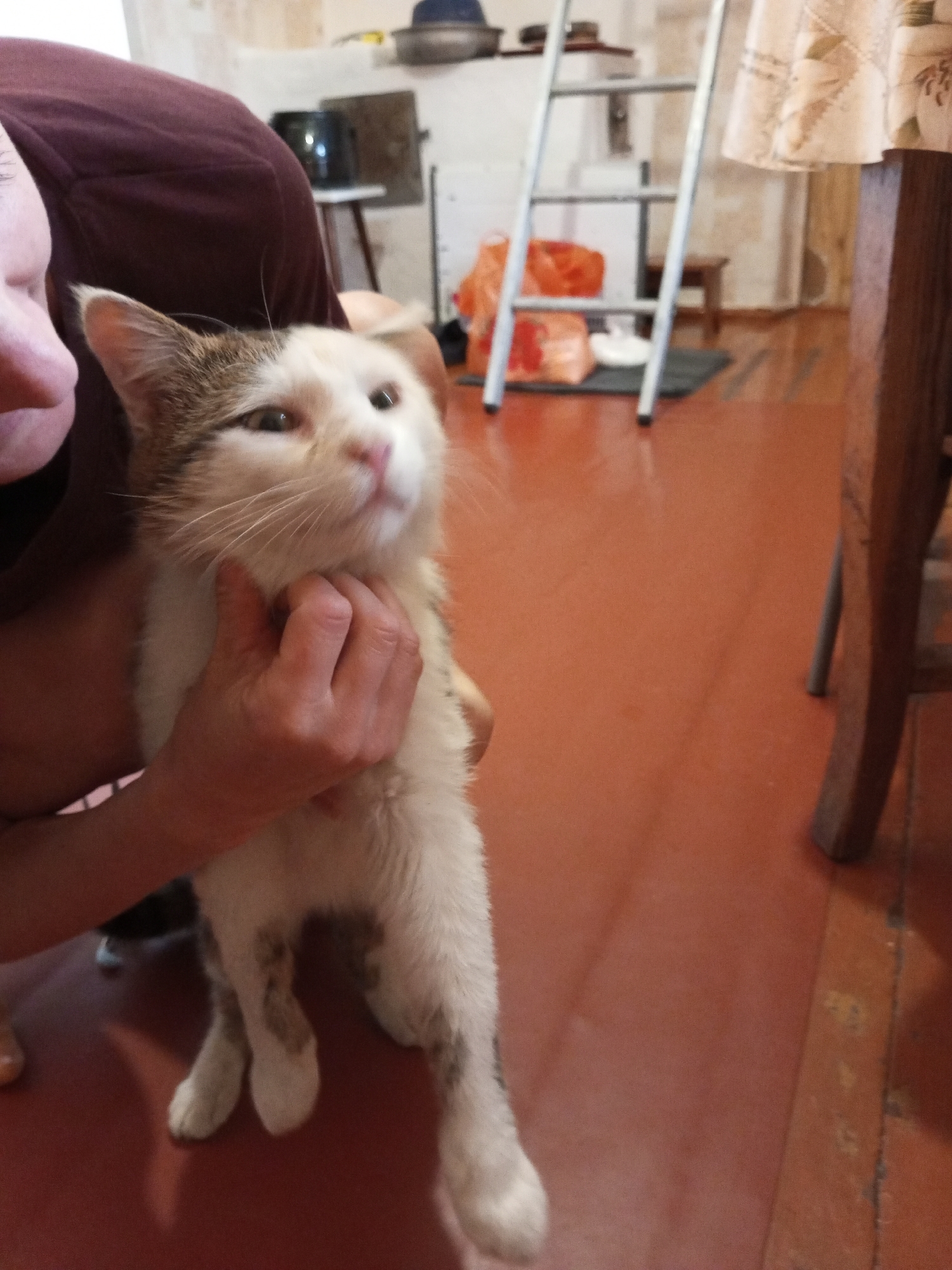 A person in a maroon shirt is holding a light-colored cat with tabby markings. The cat is looking up and slightly to the right. The background appears to be an indoor setting with a wooden floor, a ladder, and some bags on the floor. A table leg is visible on the right side of the image. The location is specified as Ароматновское сельское поселение, Ukraine.