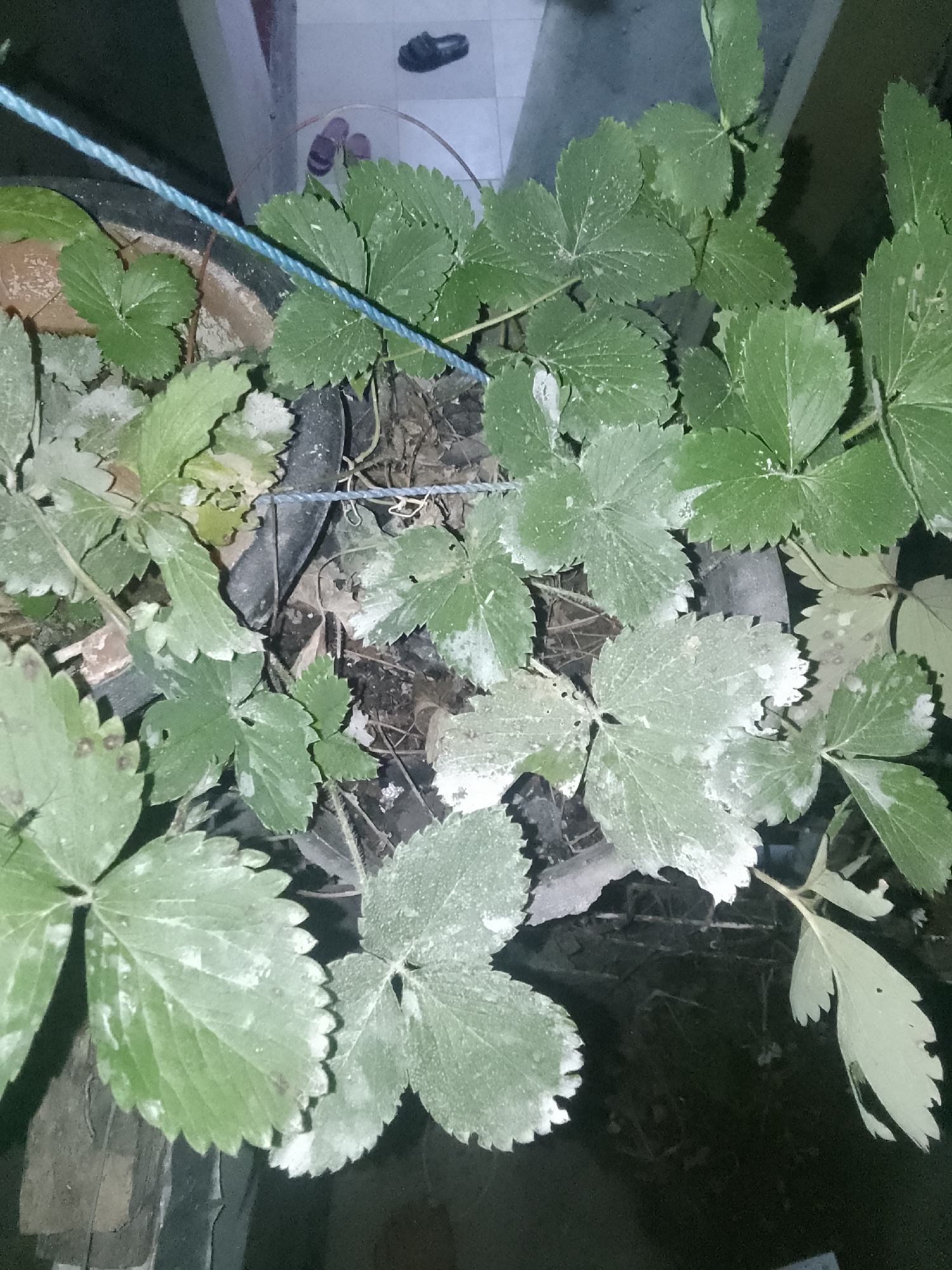 The image shows a close-up view of strawberry plants in a pot. The leaves are green and serrated, with some areas appearing lighter or dusted with a white substance, possibly mildew or dust. The plants are growing in dark soil and are contained within a large pot, part of which is visible. A blue string is visible running across the image, potentially used for support or guidance of the plants. The background is dark and out of focus, with a hint of a tiled floor and what appear to be a pair of shoes and flip-flops in the upper portion of the frame. The overall lighting is dim, suggesting it might be evening or an indoor environment with artificial lighting. There is no visible indication of the specific location in Cisarua, Indonesia, beyond what can be inferred from the domestic setting. No people are present in the image, and no actions or interactions are depicted.