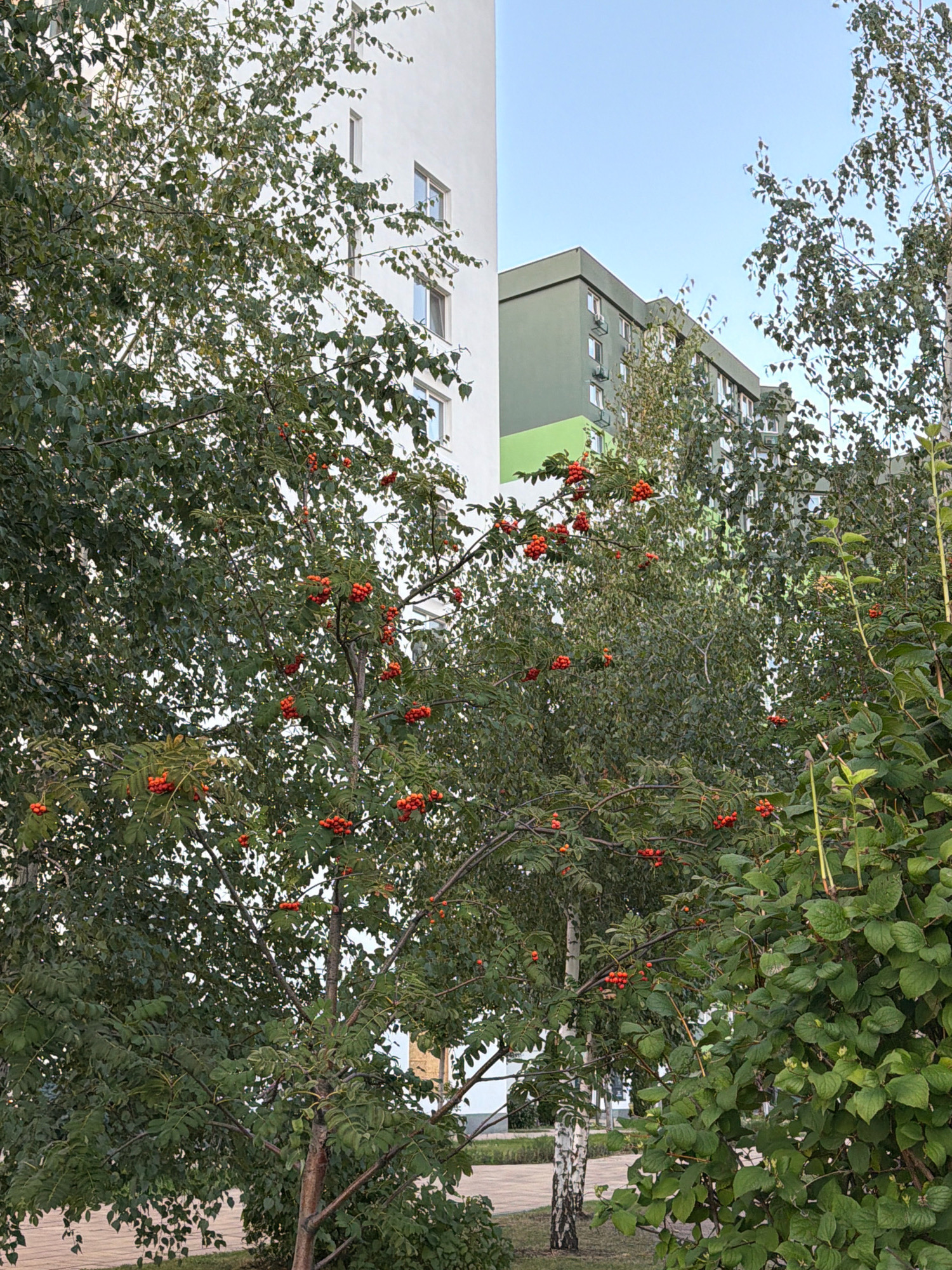 The image depicts an outdoor scene in Kyiv, Ukraine, on a clear day. In the foreground, a rowan tree with clusters of red berries is prominently featured, its branches laden with fruit. Behind the rowan tree, a tall, white building with visible windows occupies the left side of the frame. Further into the background, a multi-story building with a green facade and a bright green lower section is visible, along with other residential buildings. The sky is a pale blue, suggesting daylight. The overall environment appears to be a residential area with mature trees and modern architecture. There are no people or animals visible in the image.