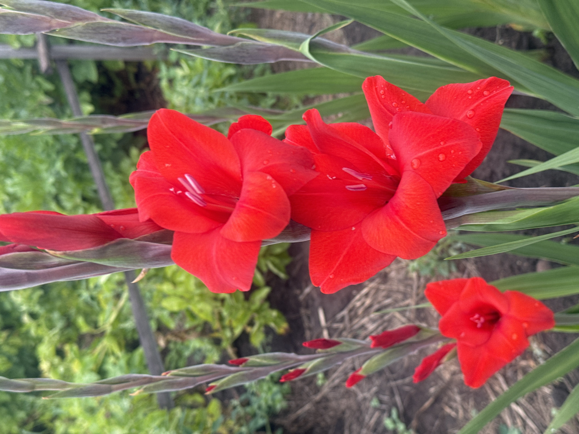 The image depicts a close-up view of several vibrant red gladiolus flowers blooming in a garden. The flowers are in various stages of bloom, with some fully open and others still in bud. Dewdrops are visible on the petals of the open flowers. The gladiolus stalks are tall and slender, with green leaves emerging from the base. In the background, out-of-focus greenery and a wooden fence suggest a natural outdoor setting. The image appears to be taken during daylight hours, with soft lighting illuminating the scene. The location is identified as Maksimovshchina, Russia.