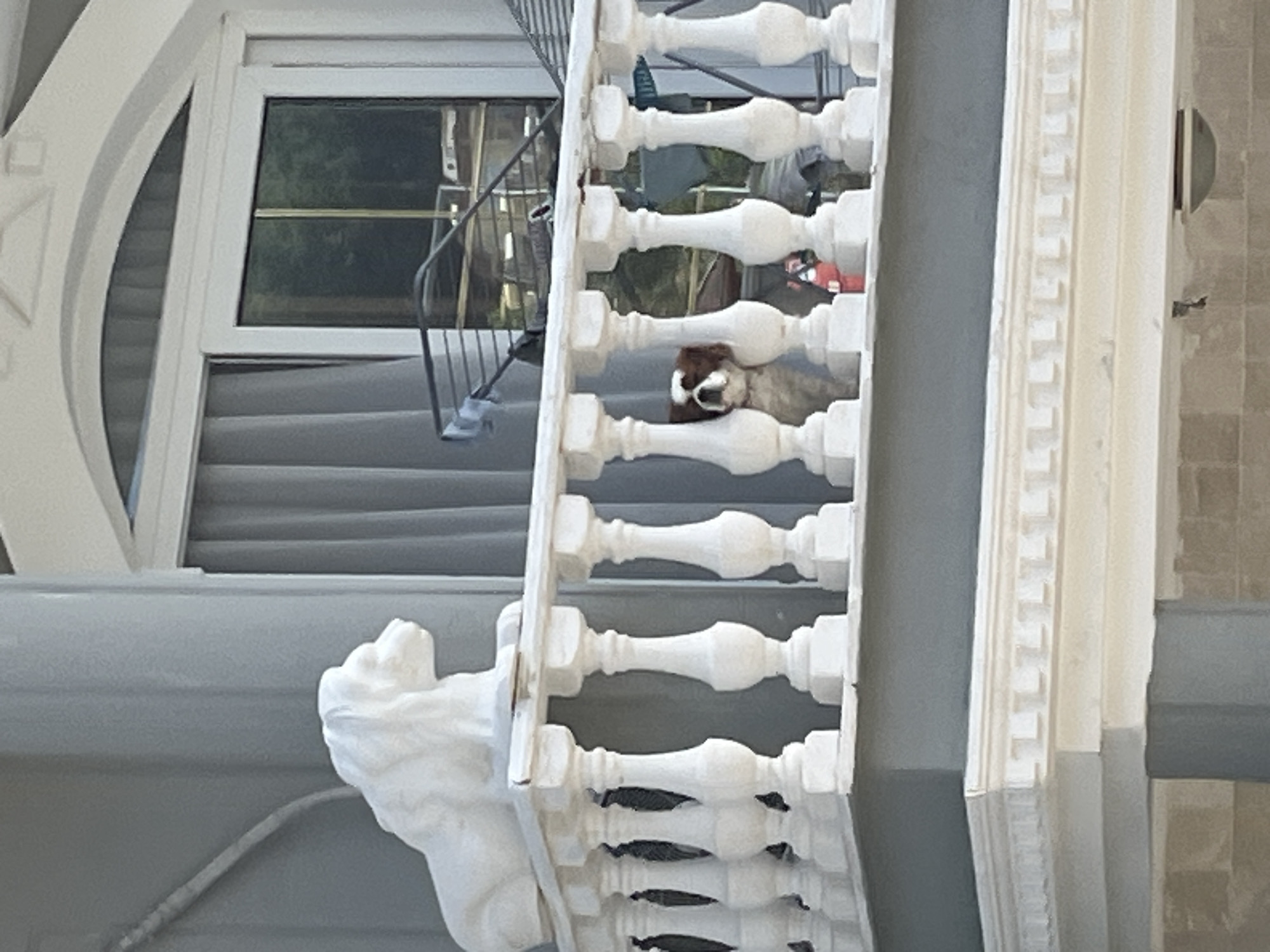 A light brown and white alpaca is visible between the white banister railings of a building. The alpaca appears to be looking directly at the camera. The building has gray siding and a window with gray blinds. A gray metal spiral staircase is visible behind the railings. The location is likely Alanya, Turkey.