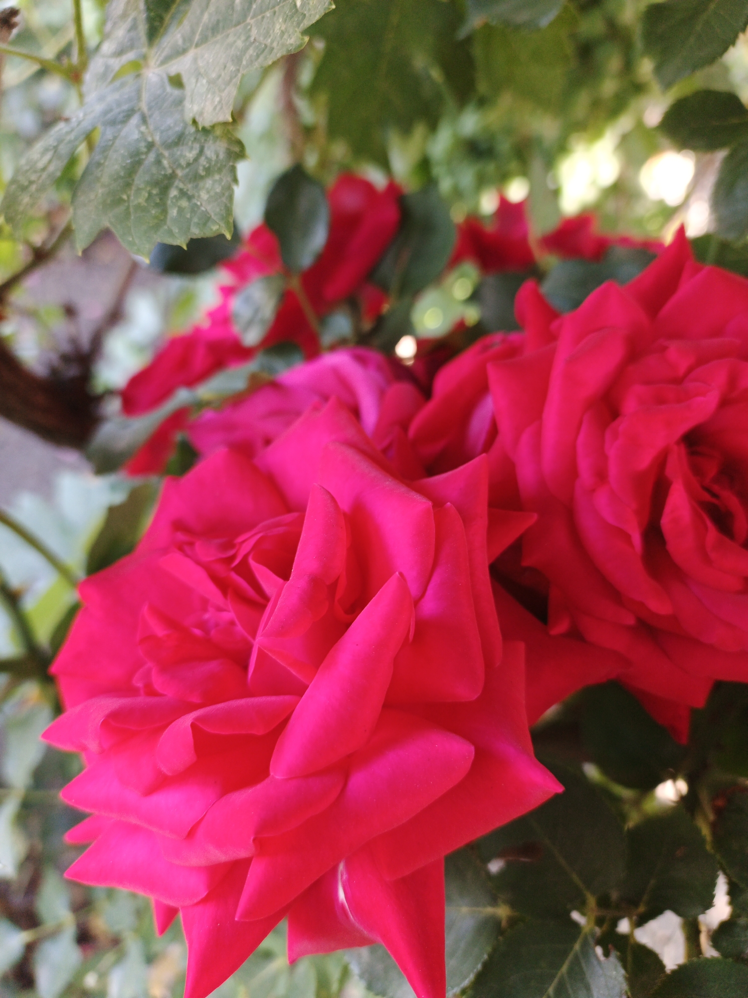 In Marynivka, Ukraine, a close-up, low-angle shot captures a cluster of vibrant red roses amidst lush green foliage. The roses, with their densely packed petals, dominate the foreground, their rich red hue creating a striking contrast against the softer green of the leaves. Sunlight filters through the leaves, creating a dappled effect and highlighting the texture of the rose petals. The background is softly blurred, suggesting a garden setting with the out-of-focus green and hints of sunlight creating a serene atmosphere. No people or specific actions are depicted, the scene is a still life of natural beauty.