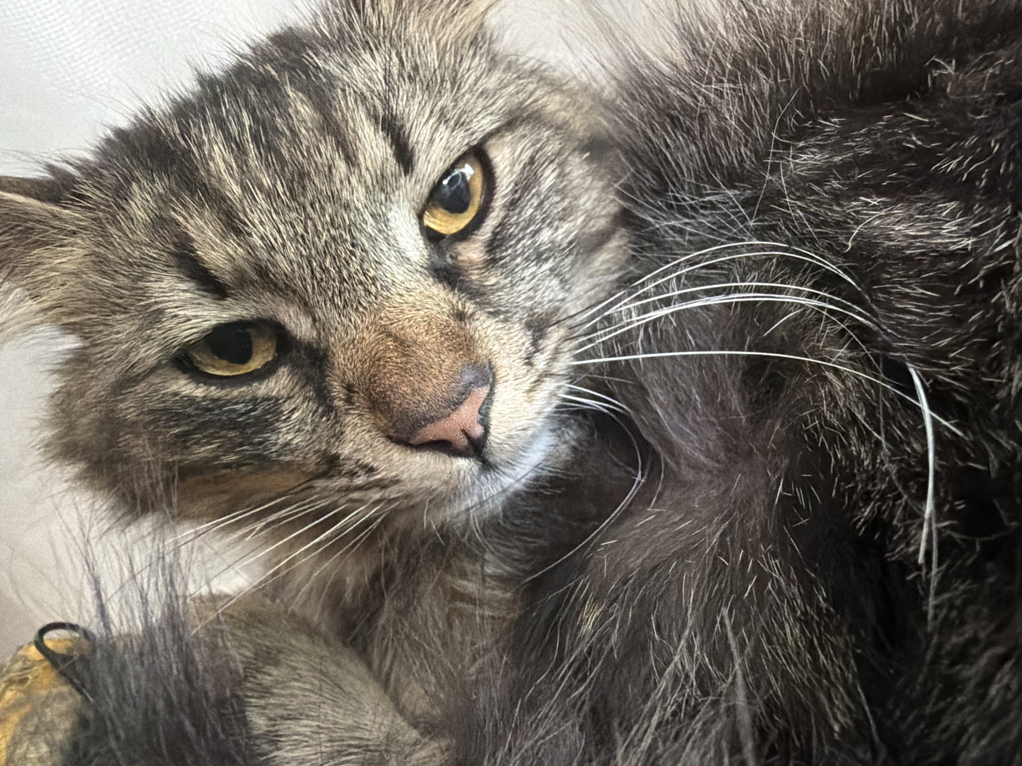 A close-up photo captures the face of a tabby cat with yellow eyes, a pink nose, and long white whiskers. The cat's fur is a mix of grey, brown, and black. The background is out of focus and appears to be a light color. There is no information to suggest it was taken in Sofia, Bulgaria, nor do I have any information regarding the location of the subject matter.