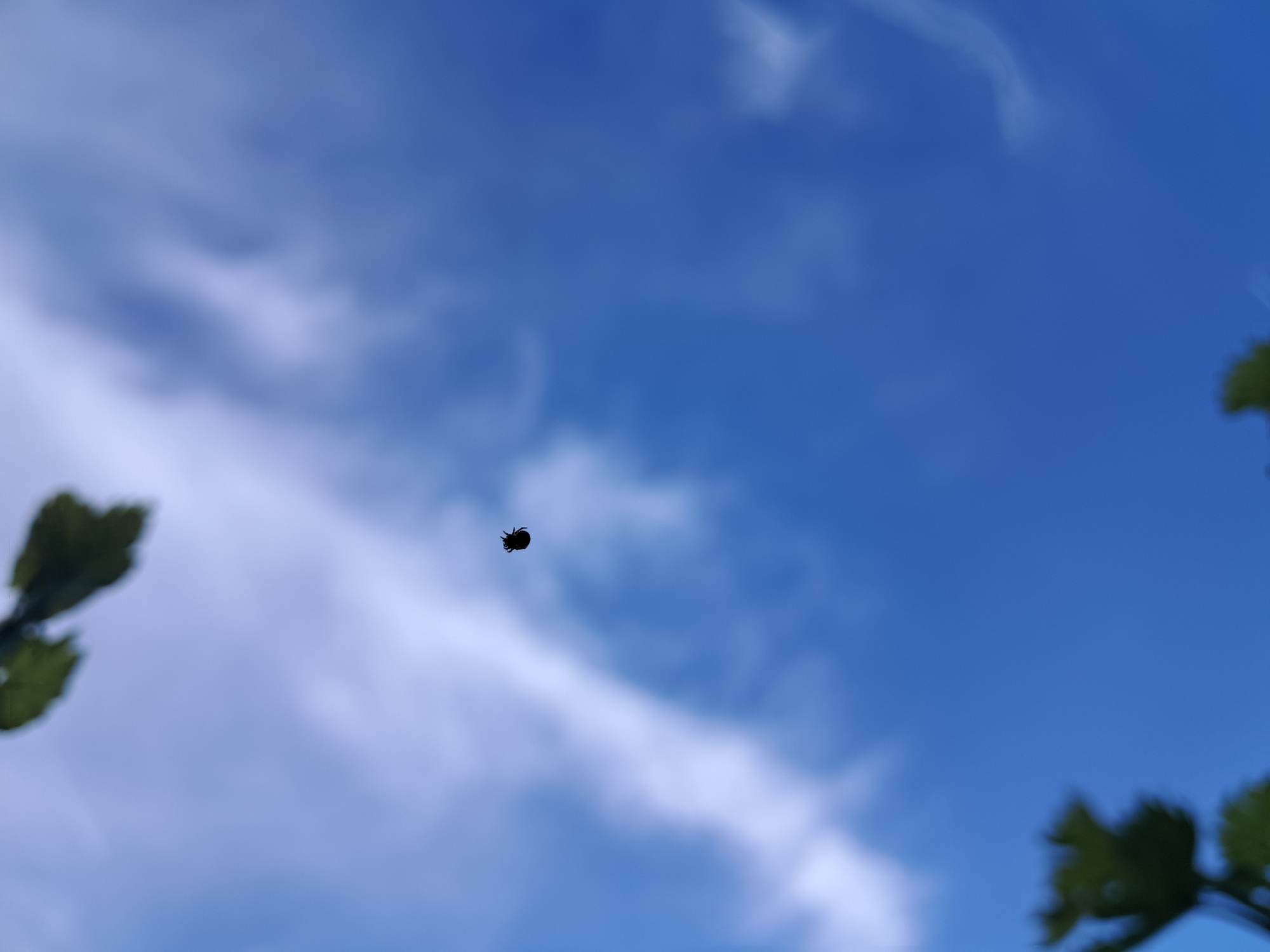 The image shows a low-angle view of a blue sky with scattered white clouds. A small, dark object, potentially an insect, is suspended in the middle of the frame. Out-of-focus green foliage is visible in the bottom left and right corners of the image. There is no information in the image to suggest it was taken in Seykovtsi, Bulgaria, or provide any details about people, subjects, objects, actions, or interactions beyond what is already described.