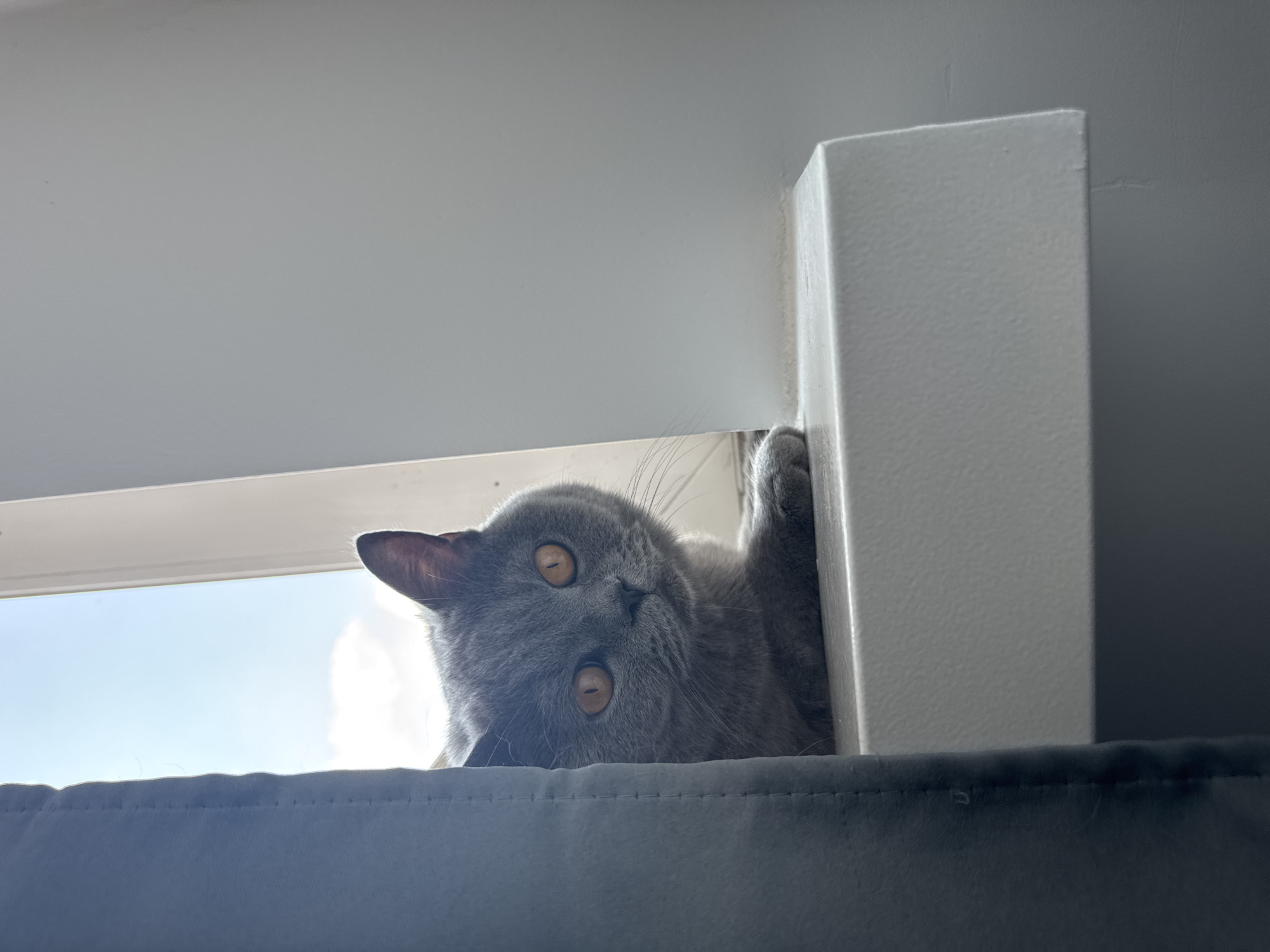 A domestic shorthair cat with grey fur and amber eyes peeks out from behind a grey curtain on a white windowsill. The cat is looking towards the viewer, with its body partially obscured by the curtain and a white vertical surface. The background shows a bright blue sky with some clouds. The windowsill appears to be indoors, next to a window. There are no identifiable landmarks or features that would indicate its specific location within Zielona Góra, Poland.