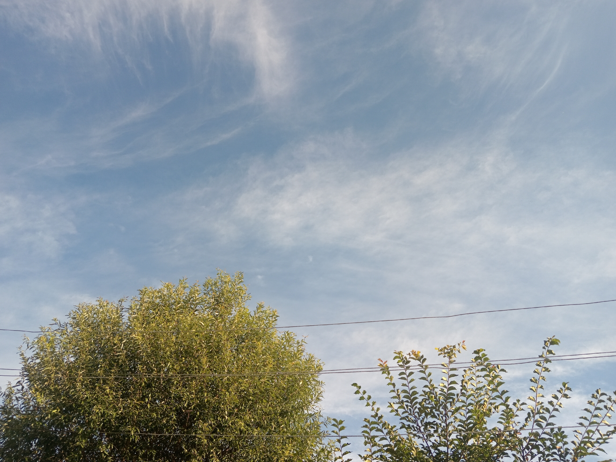 The image captures a view of the sky and treetops with overhead wires, likely taken in Novopokrovka, Russia, under a partly cloudy sky. The dominant feature is the light blue sky filled with wispy white cirrus clouds, stretching across the upper portion of the frame. In the lower half of the image, the tops of two trees are visible. On the left, a large, dense tree with vibrant green foliage occupies a significant portion of the frame. To the right, a smaller tree with sparser branches and leaves, some showing hints of reddish-orange, is also present. Two horizontal black wires, possibly power or telephone lines, run across the image, intersecting the trees. The lighting suggests it is daytime, with the sun illuminating the leaves and creating a contrast between the foliage and the sky. There are no people or animals visible in the scene. The overall impression is one of a natural outdoor setting within a possibly urban or suburban environment, given the presence of overhead wires.