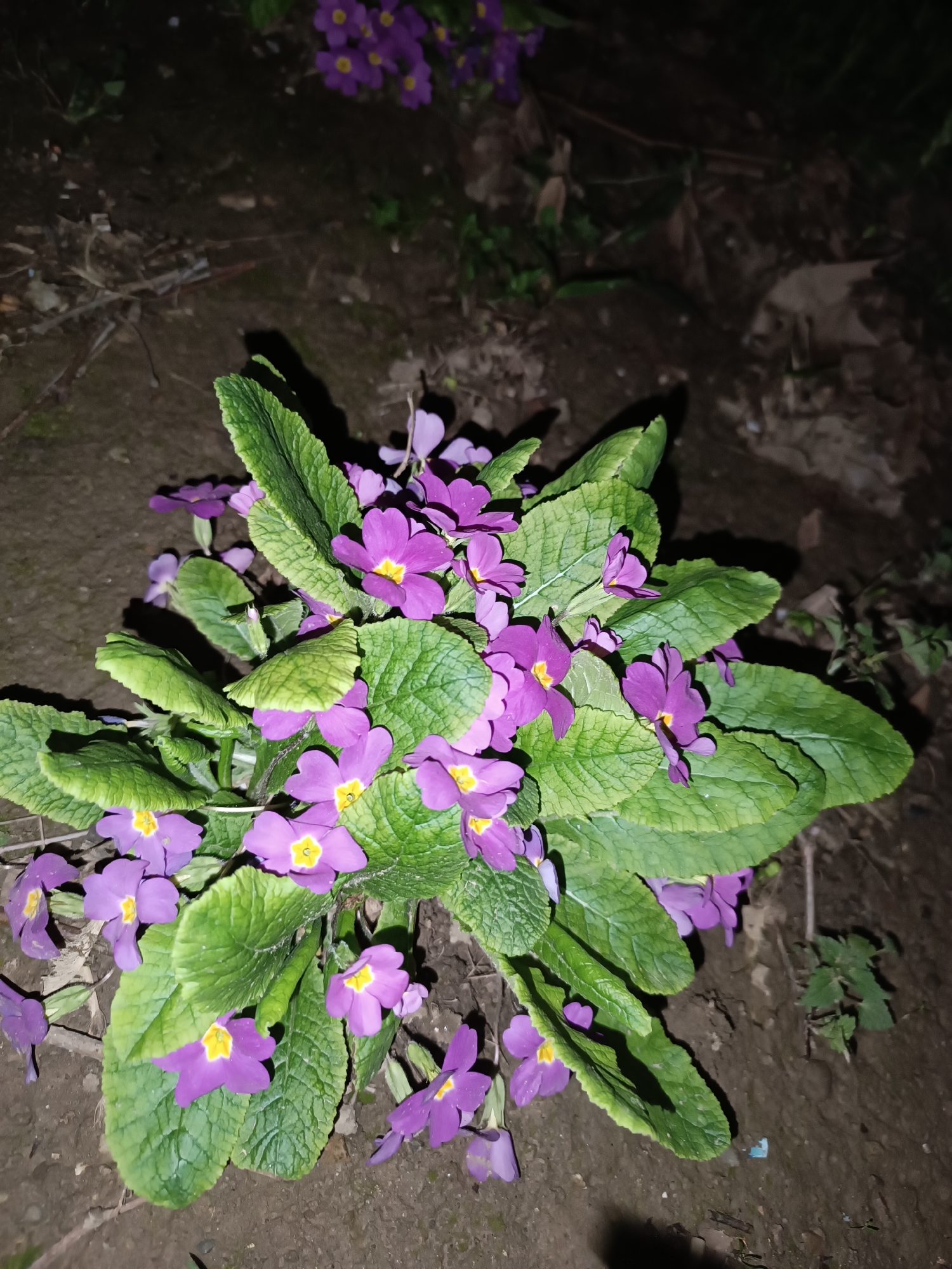A high-angle, close-up shot depicts a cluster of purple flowers with yellow centers and green leaves, situated on soil. The environment appears to be outdoors, possibly a garden or natural area, though the exact location within the city of Unknown, Unknown is undetermined. The lighting suggests either dusk or an area with limited illumination. The plant is the primary subject, occupying the central portion of the image. There are no visible people, actions, or interactions in the frame.