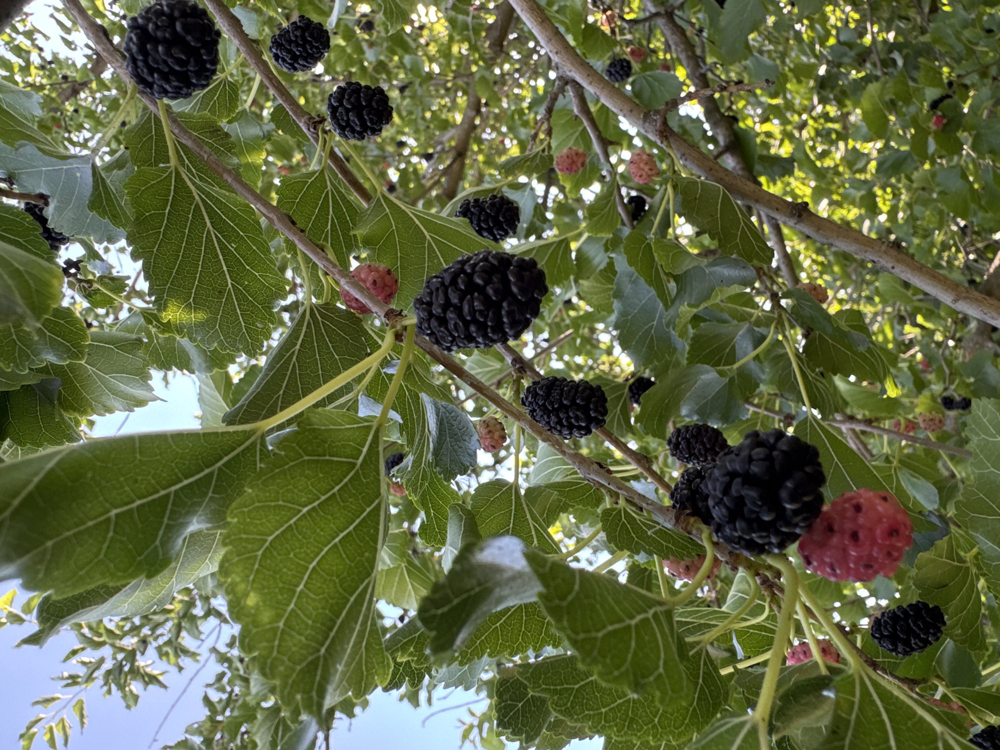 This is a close-up, eye-level, outdoor shot of a mulberry tree branch laden with ripe black and some unripe pink mulberries. The branches are brown and textured, and the leaves are large, green, and deeply veined. The mulberries are clustered together, some appearing plump and dark, while others are smaller and a lighter pinkish-red. The background is a dappled mix of more green leaves and bright sunlight, indicating a sunny day. The image is shot from below, looking up towards the branches and sky. The location is a residential area in Chervonyi Step, Ukraine, likely a backyard or garden due to the presence of a fruit-bearing tree. There are no people visible in the image.