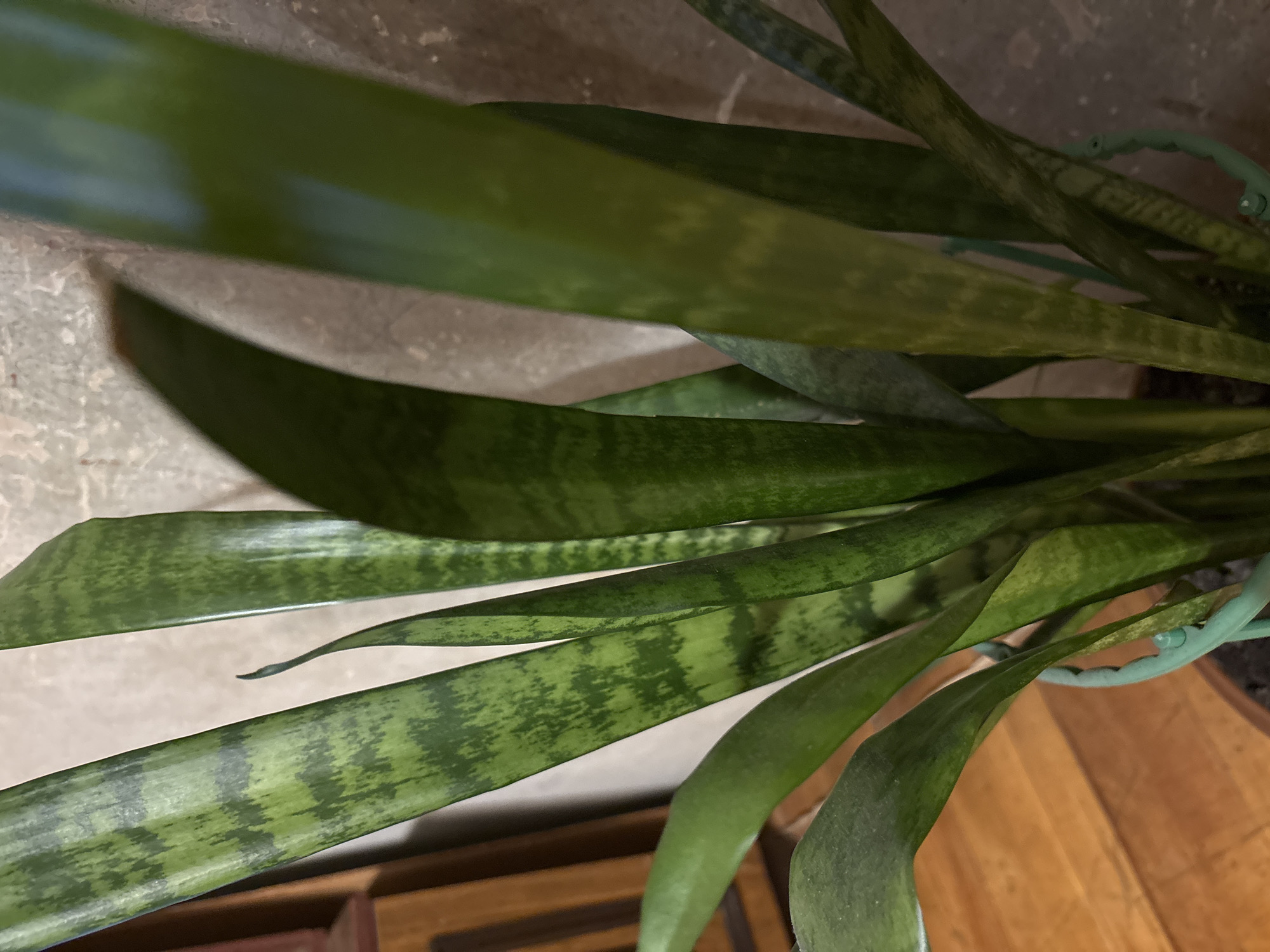 This close-up image shows a Sansevieria plant, commonly known as a snake plant, with multiple long, upright leaves. The leaves are characterized by their sword-like shape and a distinctive pattern of dark green with mottled, lighter green horizontal banding. Some of the leaves have sharp, pointed tips. A light green plastic plant support or tie is visible intertwined among the leaves, likely providing structural assistance to the plant. The plant appears to be indoors, set against a light-colored, possibly textured wall or background. A warm-toned wooden surface, which could be a floor or furniture, is visible in the lower right portion of the frame. There is no activity taking place, and no text is visible in the image. The location context provided is Vagharshapat, Armenia.