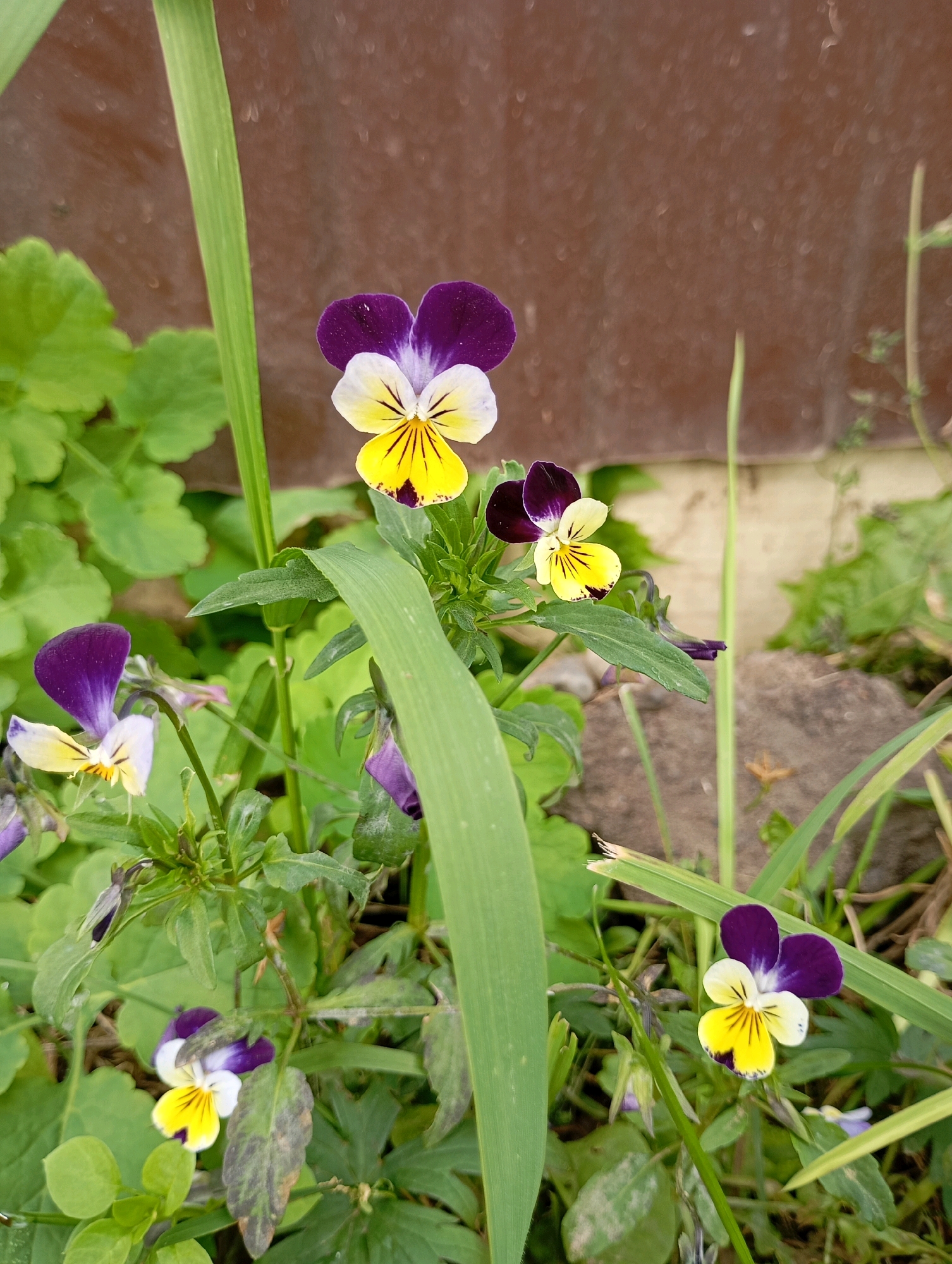 The image depicts a close-up, eye-level view of several pansies in a garden setting. The flowers are small and have distinctive bicolor petals, predominantly purple and yellow with white accents. They are surrounded by green foliage, with some leaves showing signs of browning or spotting. A tall, thin green blade of grass or a stem runs vertically through the center-left of the frame, partially obscuring some of the flowers. In the background, there is a rough, brown, textured surface, possibly a wooden fence or wall, and a lighter-colored, rougher surface below it, which could be a stone or concrete wall. The overall impression is of a natural, outdoor environment, likely a garden. The location in the city of Фоки, Russia, is not discernible from the visual elements of the image itself. There are no people, actions, or interactions captured in this scene.