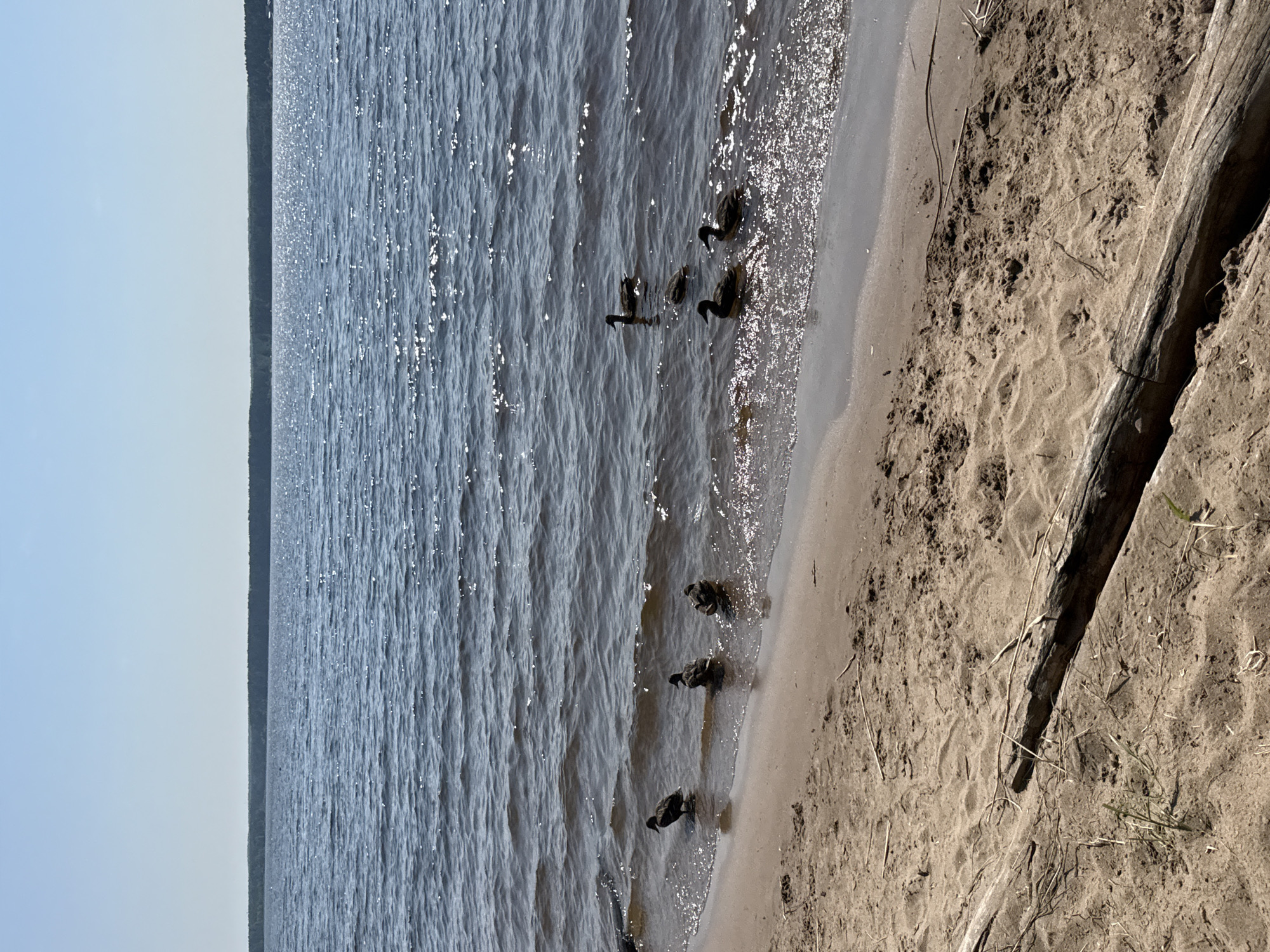 A flock of ducks swims in the shallow water near a sandy shore. The water is calm with some ripples, and sunlight reflects off the surface. The shore is made of sand and has some debris, including driftwood and dry grass. In the background, a distant tree line is visible across a wide body of water, likely the Kama River. The sky is clear and blue. There are no people in the image. The scene is located on the shore of the Kama River in Chaykovsky, Russia.