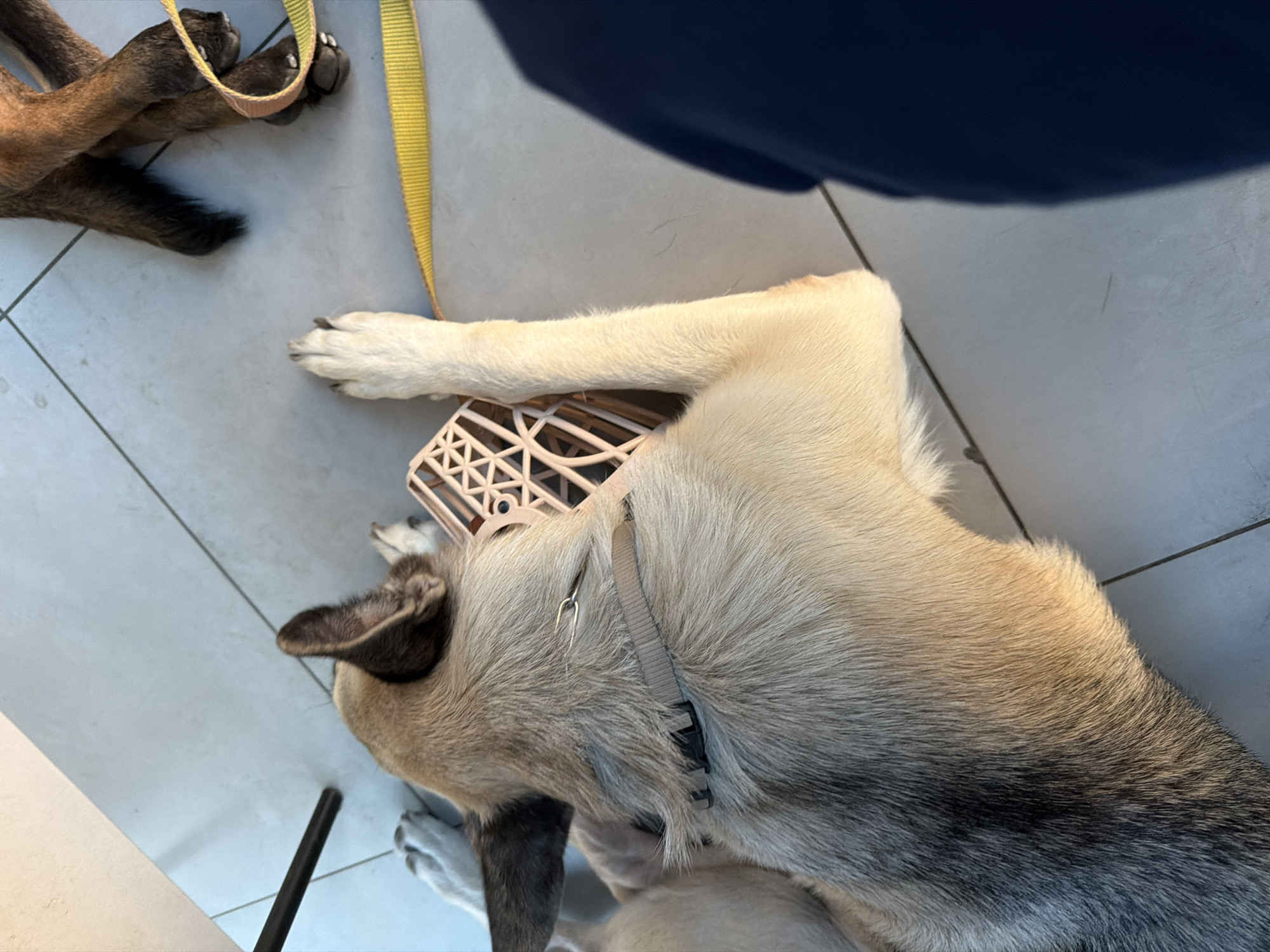 The image shows a dog lying on a tiled floor, with a muzzle on its snout. The dog's fur is a mix of light brown and grey. A yellow leash is visible on the floor near the dog. In the background, another dog's legs and tail are visible. The scene appears to be outdoors, possibly on a patio or balcony. The overall lighting suggests it is daytime. The location is identified as Rostov-on-Don, Russia.