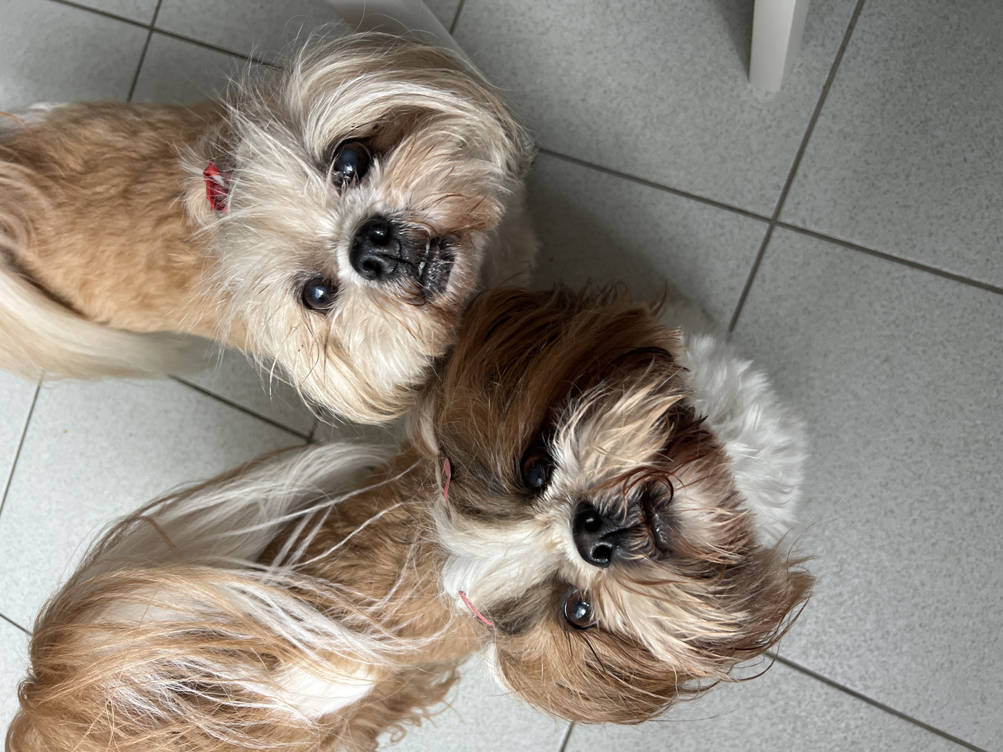 Two shih tzus, one with brown and white fur and the other with light brown and white fur, are looking up at the camera. The dogs have long, shaggy fur and are wearing small bows in their hair, one red and two pink. They are standing on a tiled floor. The image is taken from a high angle. There is no indication of a specific location in Białystok, Poland.