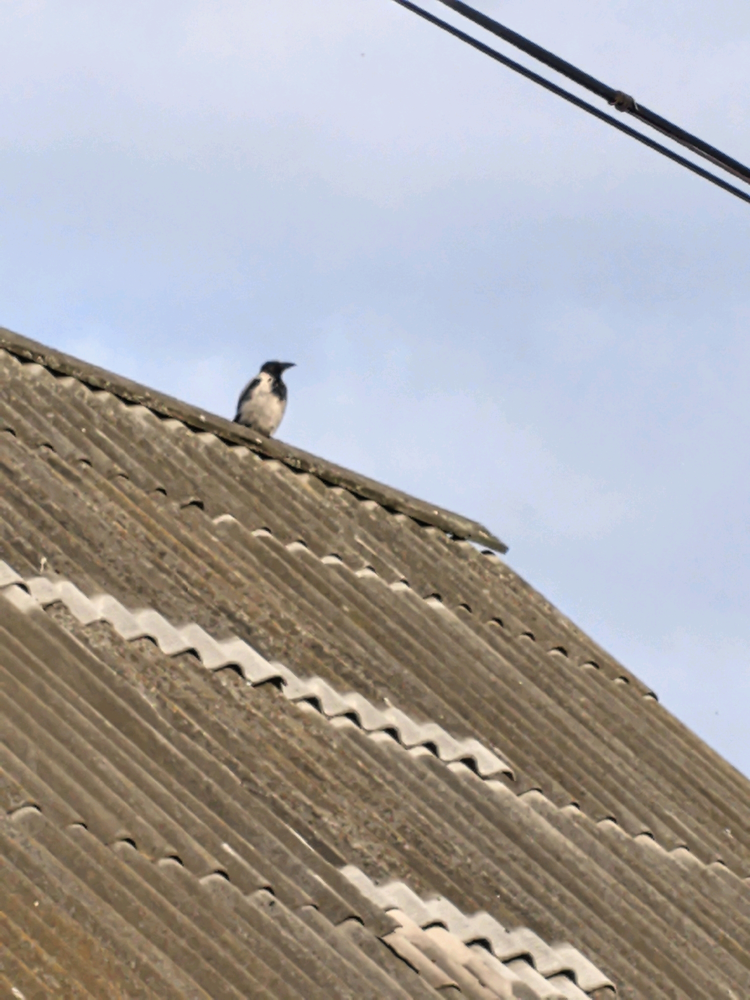 A black and white bird is perched on the corrugated roof of a building. The roof is made of gray, weathered material. The sky above is a pale blue with some clouds. Two dark wires are visible in the upper right corner of the image. The scene is likely in Shabury, Russia, but no specific details in the image confirm this location.