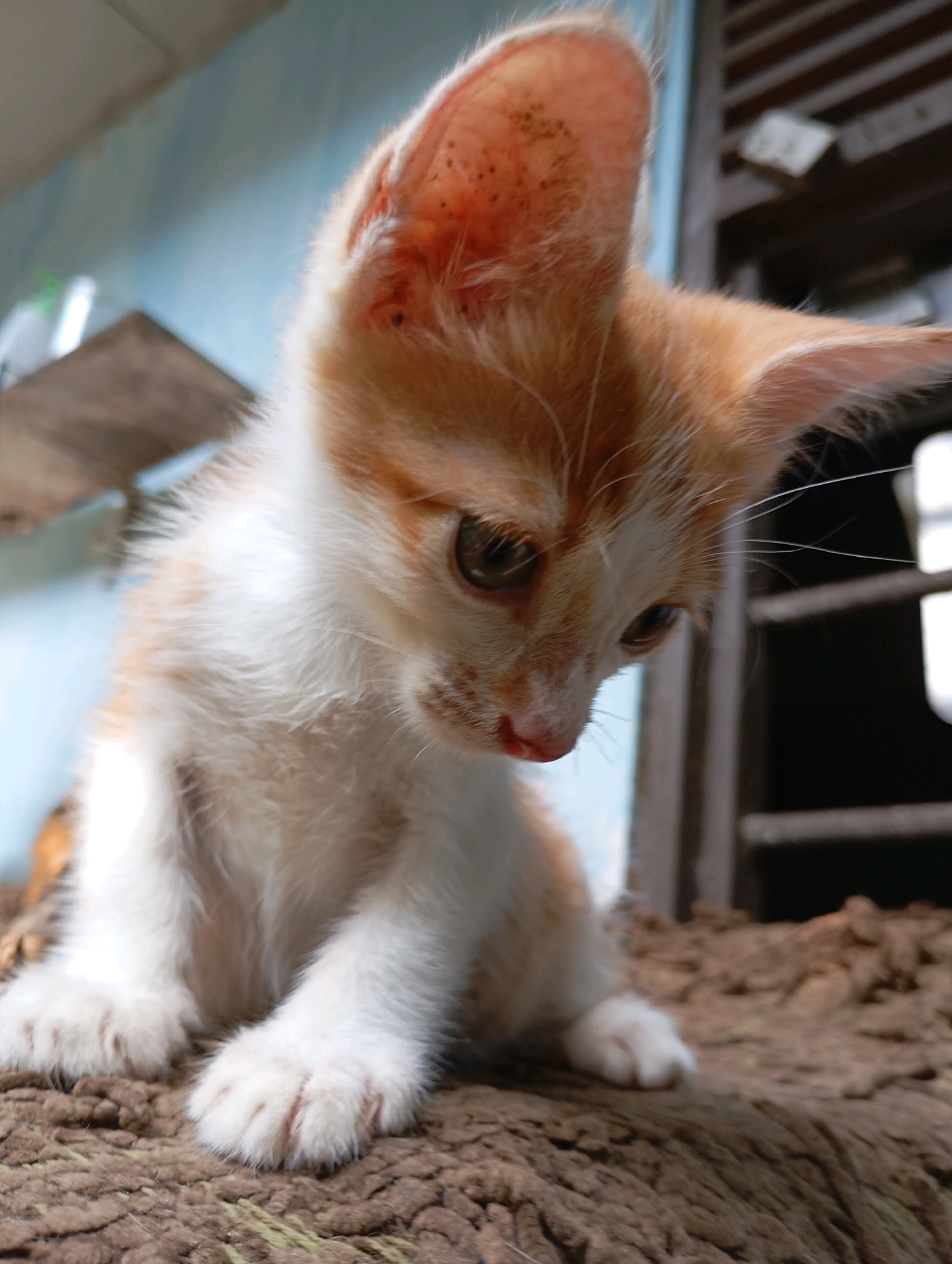 A close-up, low-angle shot captures a ginger and white kitten seated on a textured, brown surface. The kitten's head is slightly tilted downwards, with its large, expressive brown eyes looking to the side. Its ears are prominent, with reddish-pink insides speckled with dark spots. The fur is fluffy, especially around its face and paws. The background is blurred, showing a light blue wall on the left and a dark, slatted structure on the right, consistent with an outdoor or semi-outdoor setting in a residential area. The lighting suggests it is daytime. This scene is likely in Balikpapan, Indonesia, given the architectural style of the background, which resembles typical housing structures in the region, possibly an alleyway or a yard.