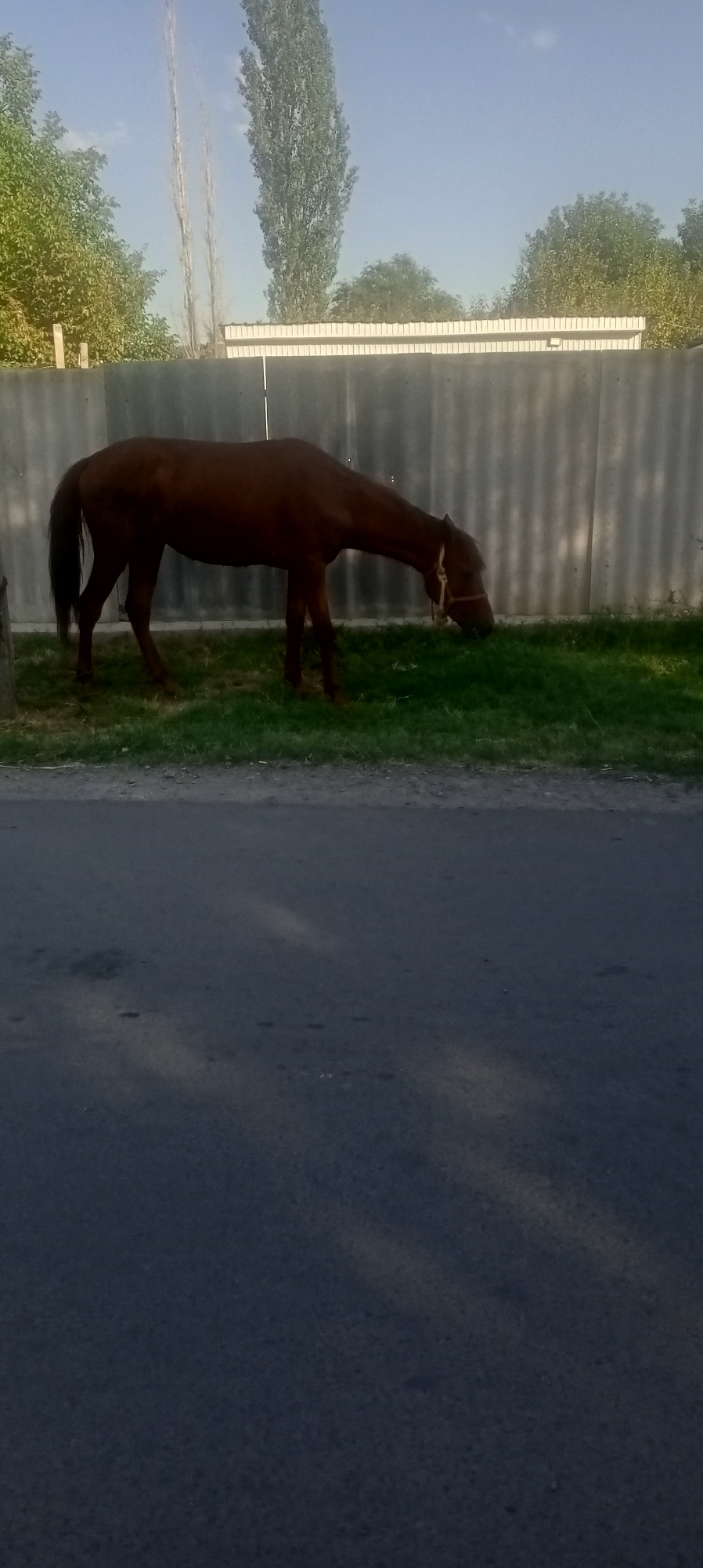 A brown horse is grazing on a patch of grass in front of a corrugated metal fence. Behind the fence are trees and a building. The scene is in Sokuluk, Kyrgyzstan. The horse is wearing a halter. The ground in the foreground is asphalt. The sky is blue with some clouds.
