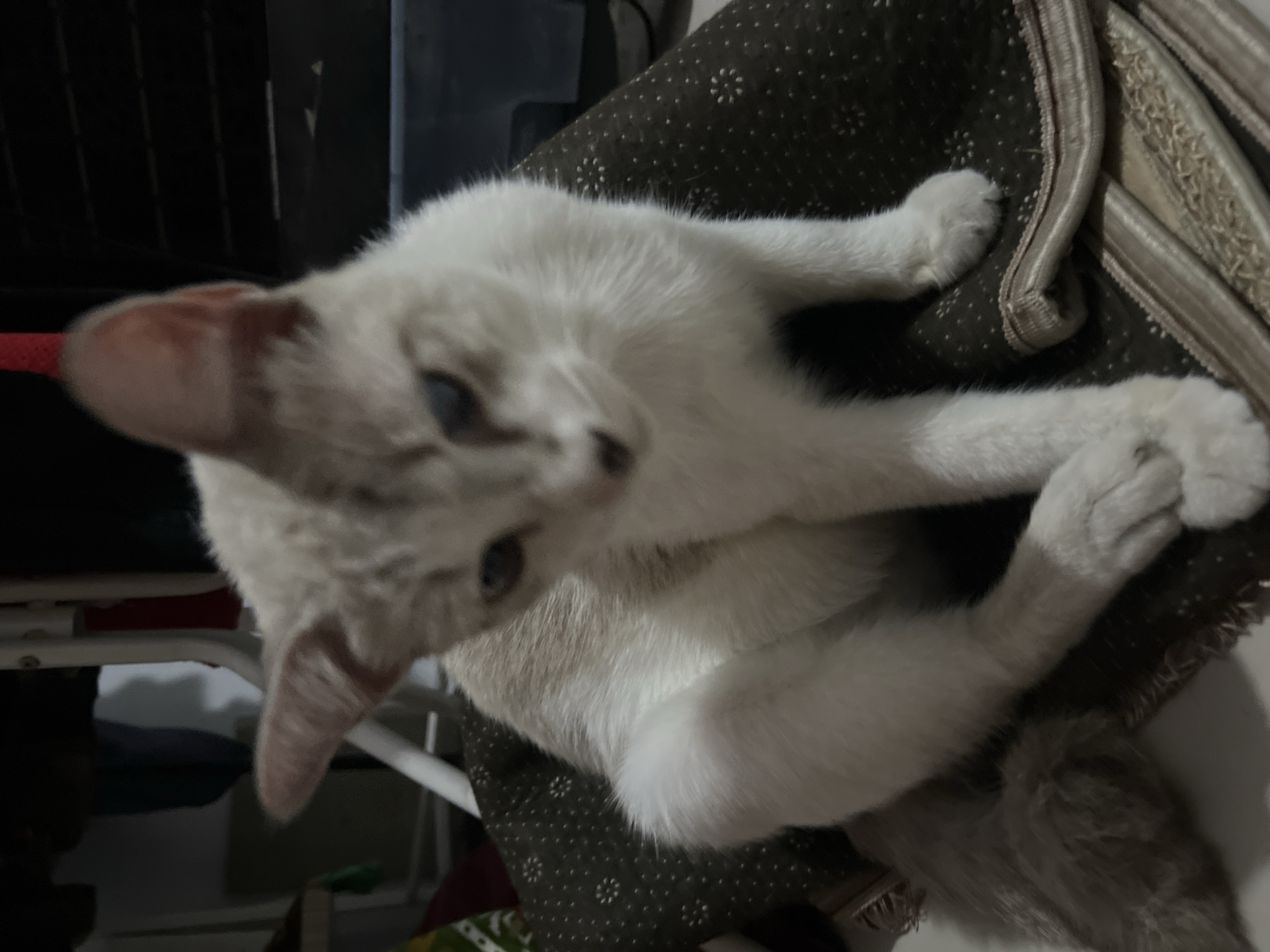 An indoor, close-up, eye-level shot captures a light-colored cat with blue eyes sitting on a dark-colored, patterned rug. The cat's fur is predominantly white with some grey tabby markings on its head and tail. The cat is looking down and to the right, with its front paws crossed. The background is blurred and dark, showing hints of furniture and a black grate. The location is the city of Klapanunggal, Indonesia.