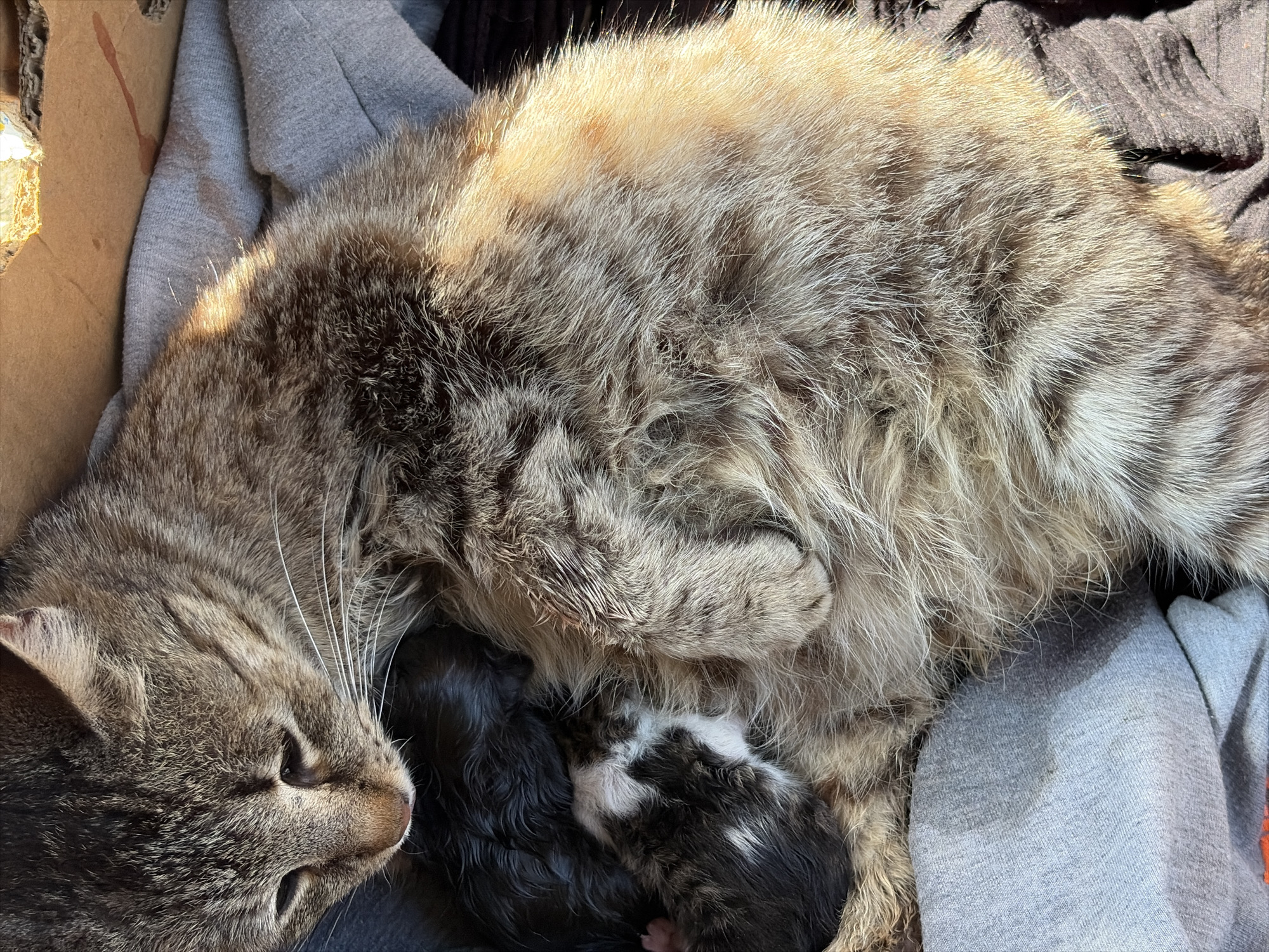 The image depicts a grey tabby cat lying in a cardboard box lined with grey fabric. The cat is lying protectively over two newborn kittens, one black and one black and white. The location is not specified.