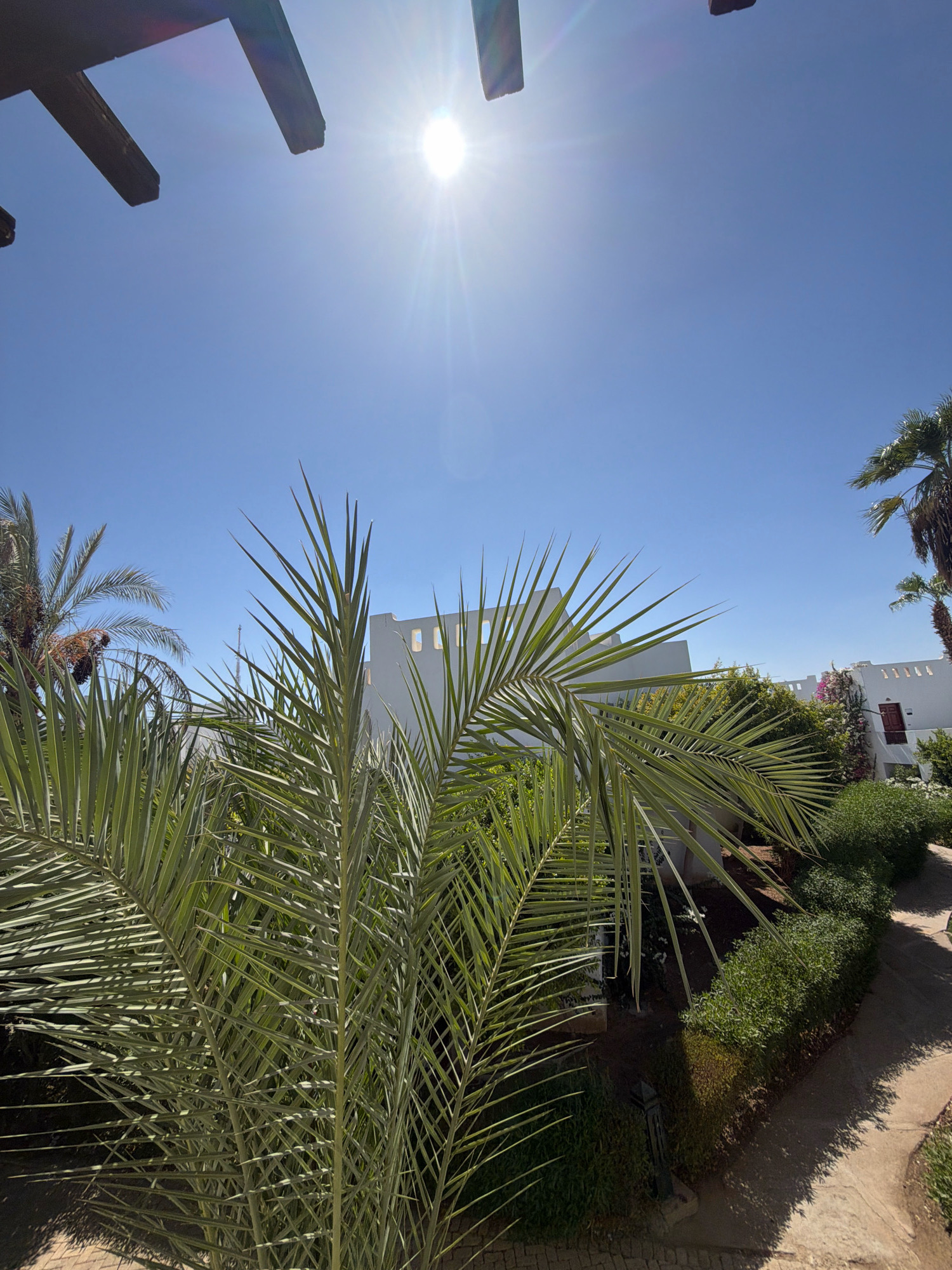 The image depicts a bright, sunny day in Sharm El Sheikh, Egypt, with a clear blue sky. In the foreground, palm fronds are prominently displayed, with some of the leaves appearing dry and brown. Behind the palm trees, a modern white building with a series of small rectangular windows is visible. To the right of the building, a paved pathway winds through a garden area filled with lush green bushes and a taller palm tree. The pathway is partially shaded by the surrounding foliage, creating a dappled effect. The overall impression is one of a tropical resort or residential area.