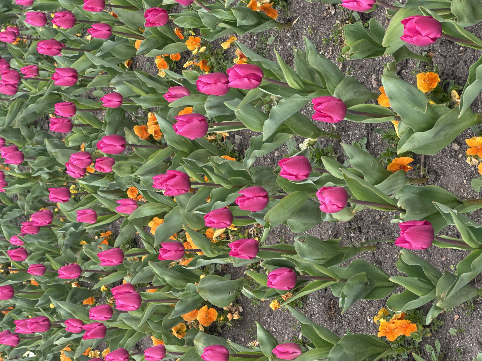 A ground-level, eye-level shot reveals rows of vibrant pink tulips intermingled with smaller orange flowers in a garden bed. The tulips are in various stages of bloom, with some tightly closed and others fully open. Their green stems and leaves create a dense backdrop, broken only by patches of exposed soil. Smaller orange flowers dot the area between the tulips. This scene likely takes place in an urban park or garden within the city of Sofia, Bulgaria, given the style and common landscaping practices. No people are visible in the frame.