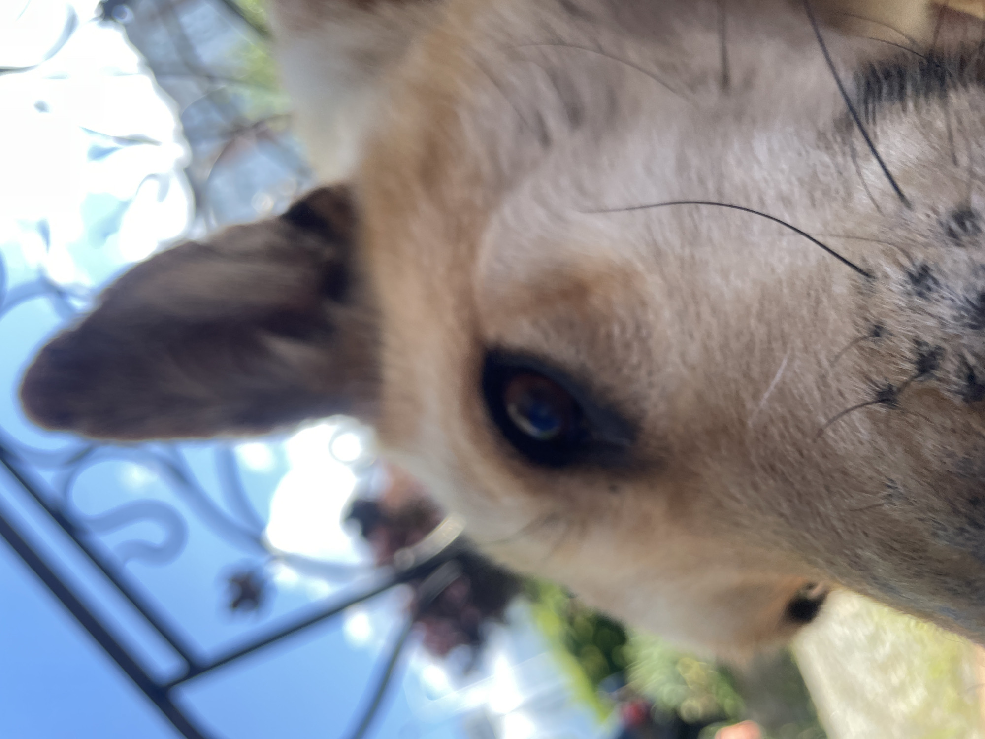 A close-up, slightly out-of-focus shot shows the head of a dog, likely a German Shepherd mix, with its right ear pointing upward and its left eye visible. The dog's fur is a mix of tan and darker brown. Its eye is dark brown with a visible pupil. The dog's nose and muzzle are also visible, with several long whiskers extending outward. The background is blurred, showing a bright blue sky with some white clouds, a dark metal fence with decorative swirls, and green foliage. The overall impression is that the dog is outdoors, possibly in a yard or park, looking up towards the sky.