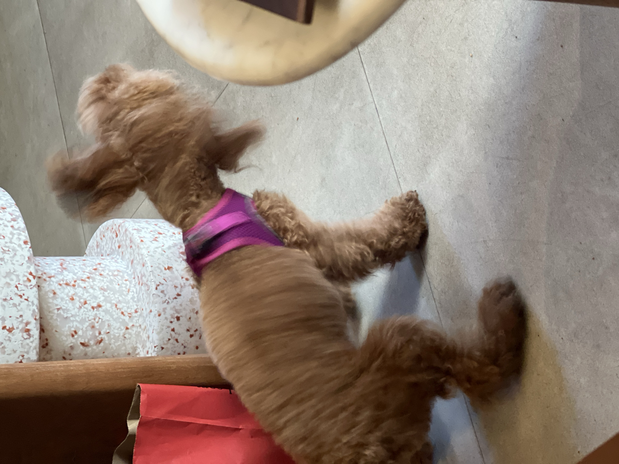 The image shows a small, fluffy, reddish-brown dog wearing a purple harness. The dog appears to be in motion, with its head and tail blurred. It is standing on a light-colored tiled floor. To the left of the dog, there is a wooden object and a red paper bag. Behind the dog are two stacked cylindrical objects with a white base and red speckles. To the right, a light-colored, curved surface, possibly a table, is visible. The scene is indoors, and there is no indication of its location in Barcelona, Spain.