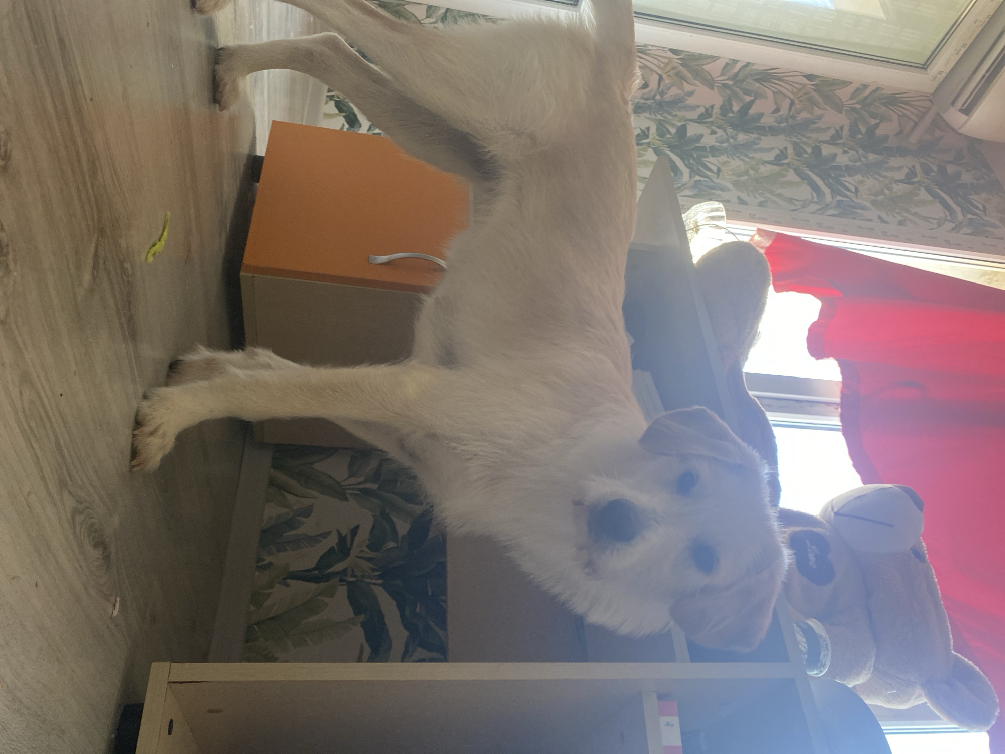 A medium-sized, light-colored dog stands on a wooden floor in what appears to be a residential setting. The dog is facing the camera, with its head slightly tilted. Its fur is medium length, and it has floppy ears and a light-colored snout. Behind the dog, there is a desk or shelf unit. On the shelf, a large, plush teddy bear is visible. A red curtain hangs in the background, near a window. The room has patterned wallpaper depicting leaves. An orange cabinet is partially visible on the left side of the image. The lighting suggests daytime, with sunlight coming from the window. There is no visible indication of the specific location within the city of Blagoevgrad, Bulgaria.