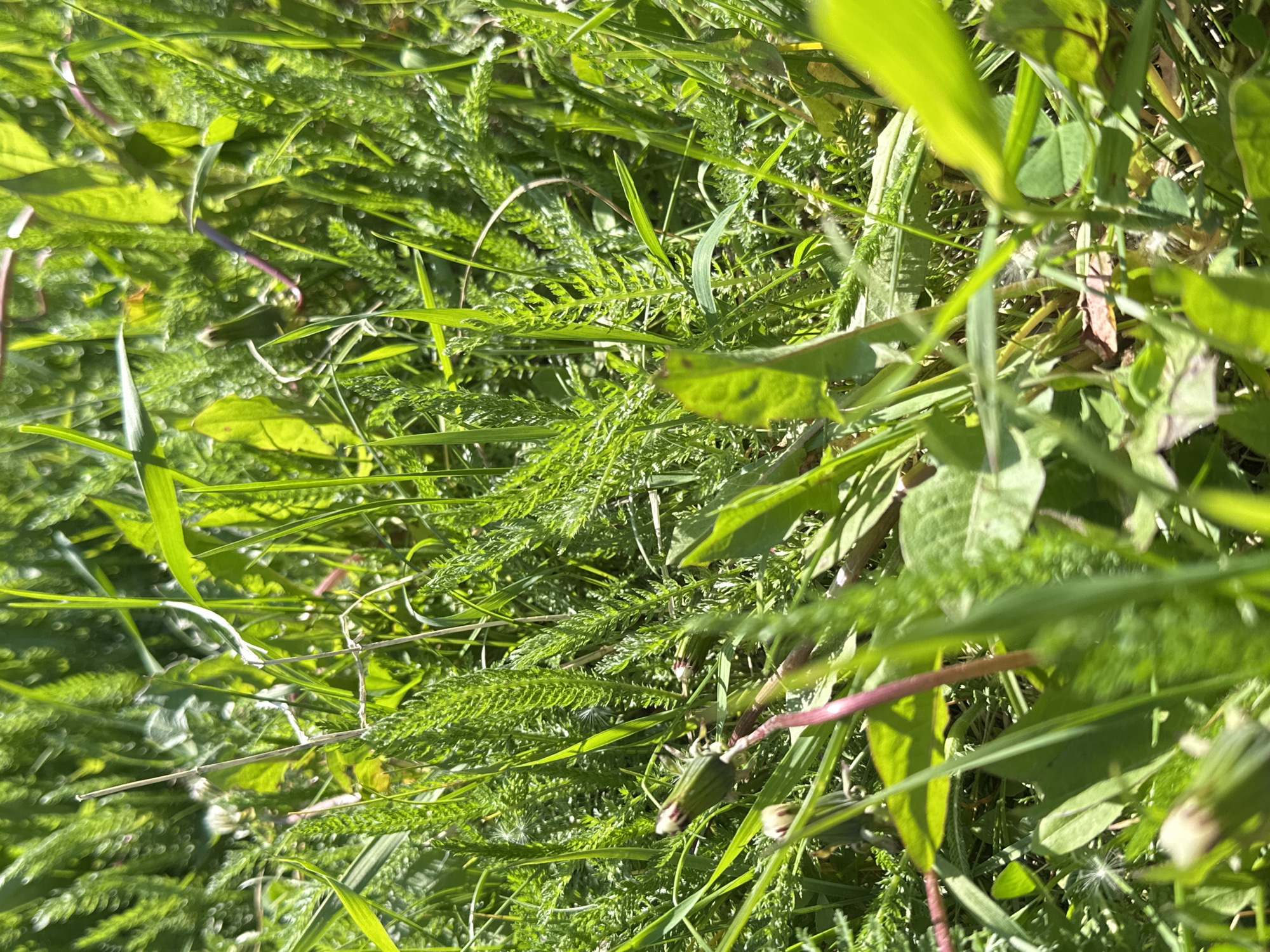 The image shows a close-up view of a patch of green grass with some small, unopened flowers and seed heads, typical of a natural or semi-natural green space. The lighting suggests it is daytime, with sunlight filtering through the foliage, creating a dappled effect. The scene is set in a grassy area, possibly a park, meadow, or roadside in Nagornyi, Russia. There are no people or animals visible in the image. The focus is on the botanical elements, with various types of grass and plants, some with feathery textures and others with broader leaves. The overall impression is one of natural growth and a somewhat wild, unkempt environment.